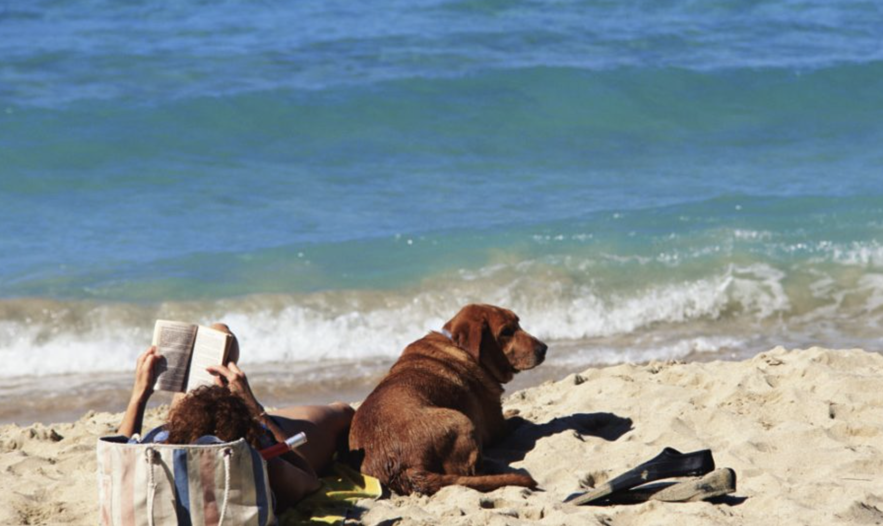 Algunas playas para perros de Miami tienen espacios exclusivos en la arena.