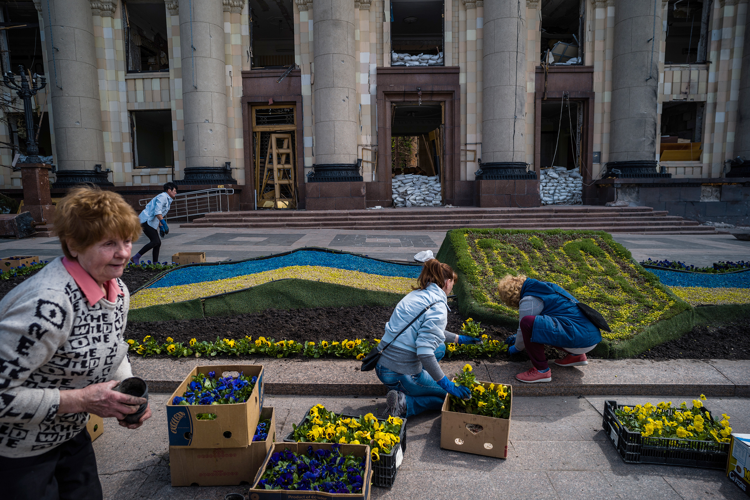 Valentina Orlova, de 73 años, y otros voluntarios plantan pensamientos frente a un edificio administrativo dañado en Kharkiv el 4 de mayo. (Wojciech Grzedzinski para The Washington Post)