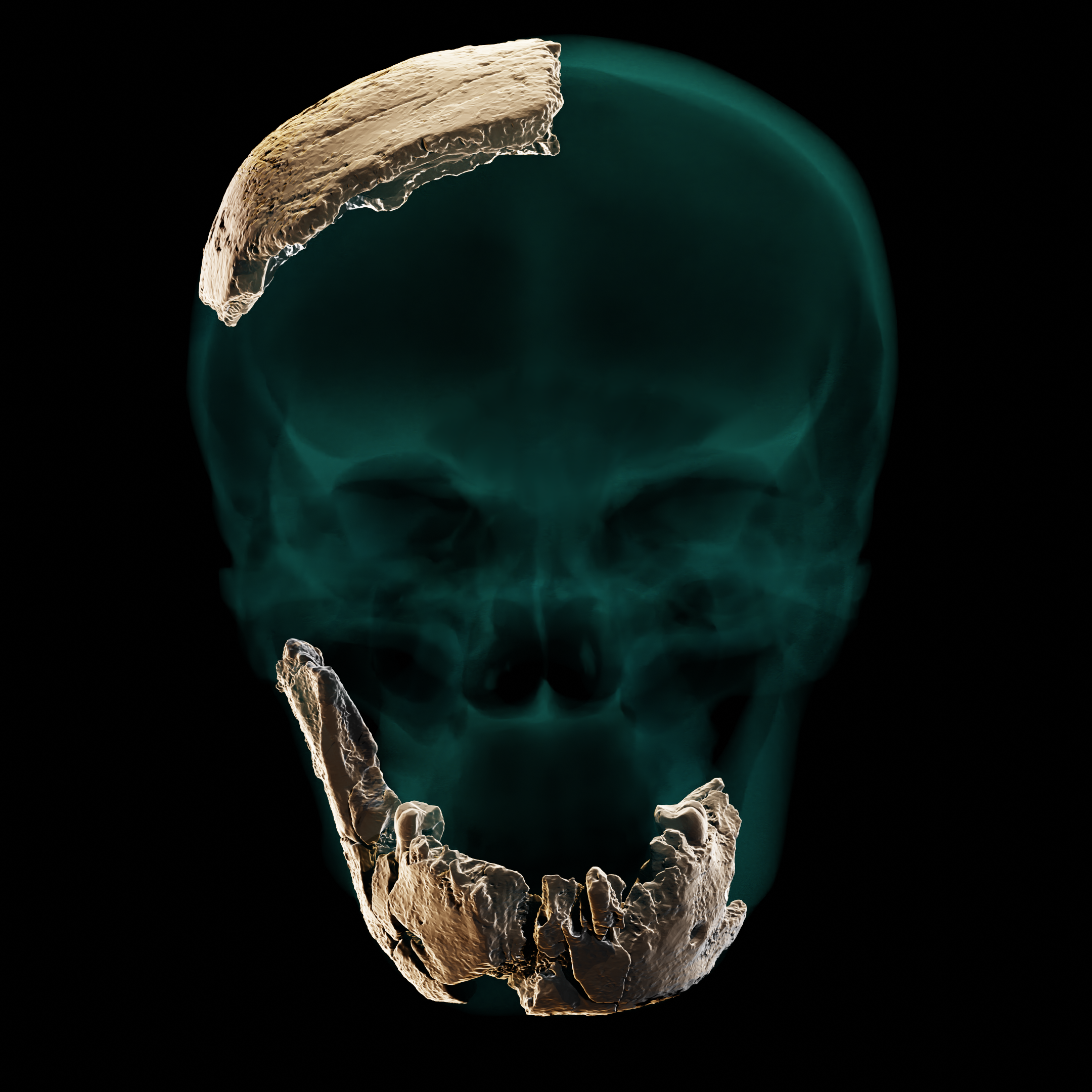 Cómo era la cabeza del Homo de Nesher Ramla en base a los restos fósiles encontrados. Según los investigadores, comparten rasgos tanto con los Neandertales (especialmente los dientes y las mandíbulas) como con los Homo arcaicos (concretamente el cráneo). Al mismo tiempo, este tipo de Homo es muy diferente a los humanos modernos, ya que presenta una estructura craneal completamente diferente, no tiene barbilla y sus dientes son muy grandes/ Universidad de Tel Aviv