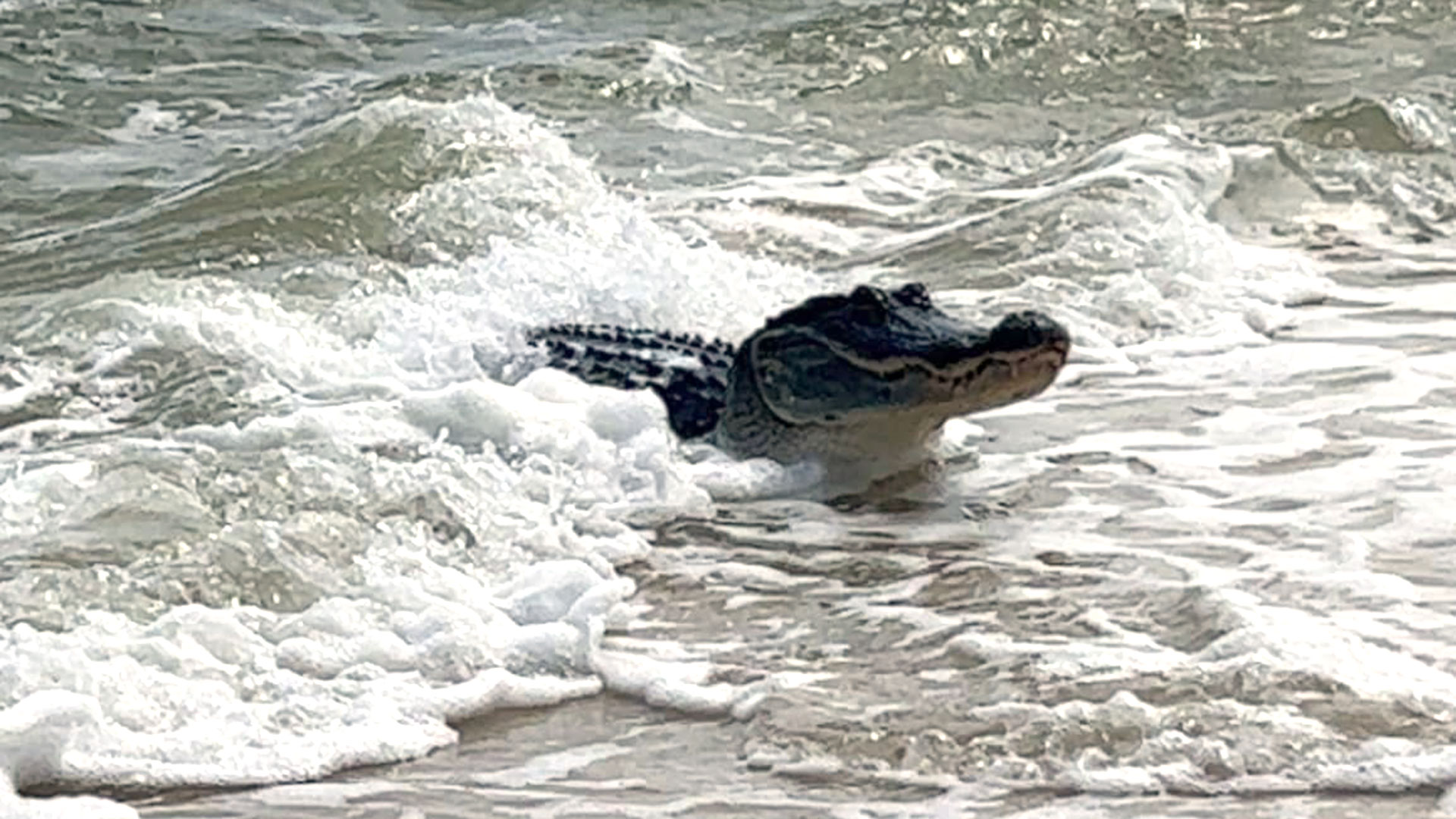 Un caimán sorprendió y causó pánico entre los bañistas de una playa de Alabama