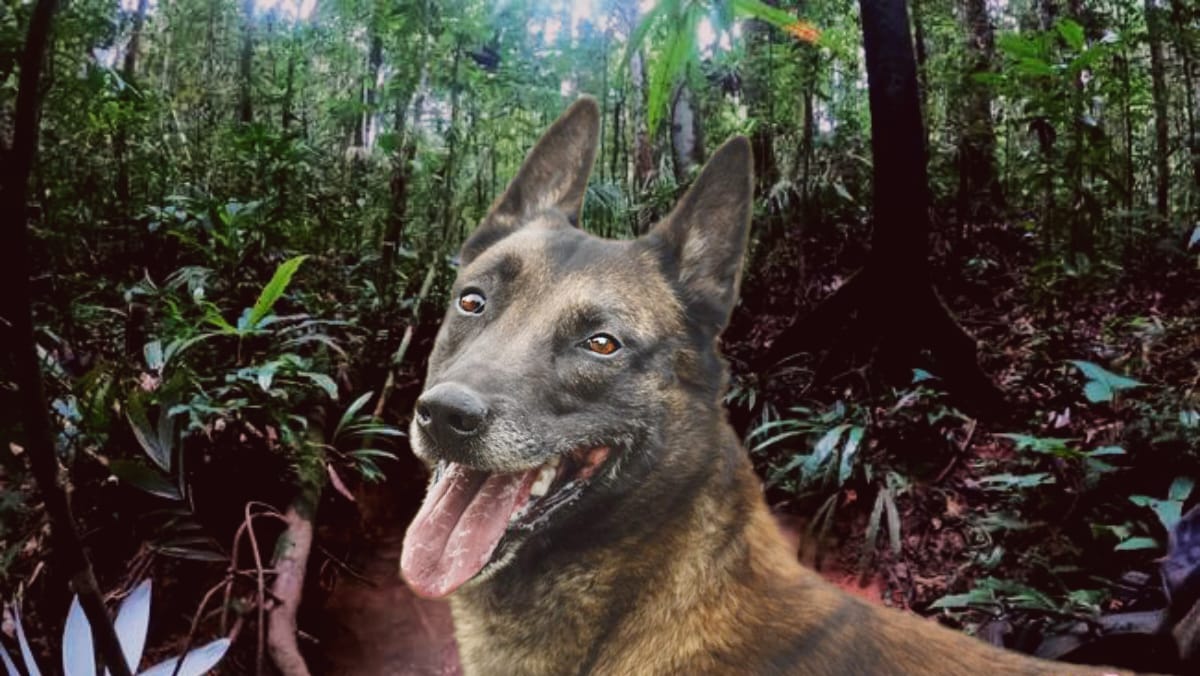 Wilson, el perro perdido en la selva del Guaviare. Foto Daniel Guerrero/Infobae