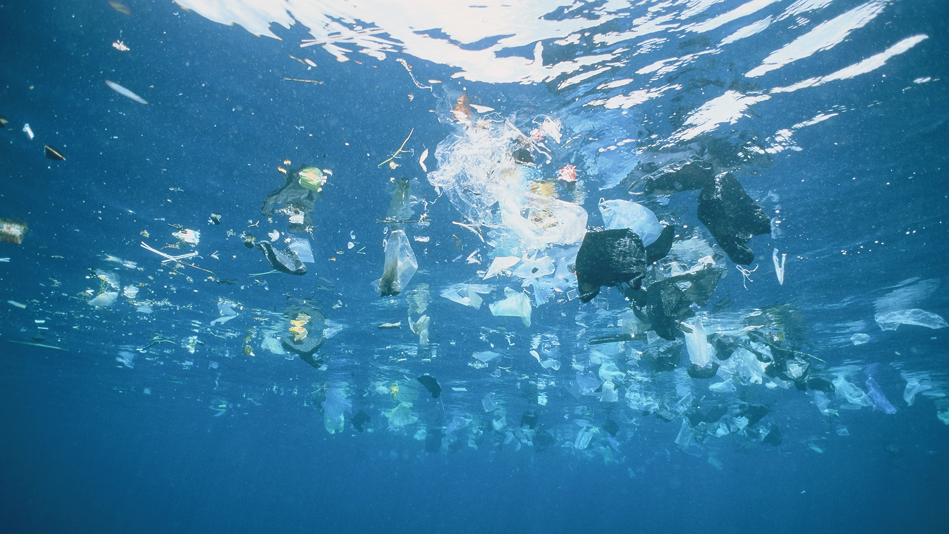 El hecho alertó sobre el impacto que tienen los desechos en el mar sobre la vida silvestre (Getty Images)