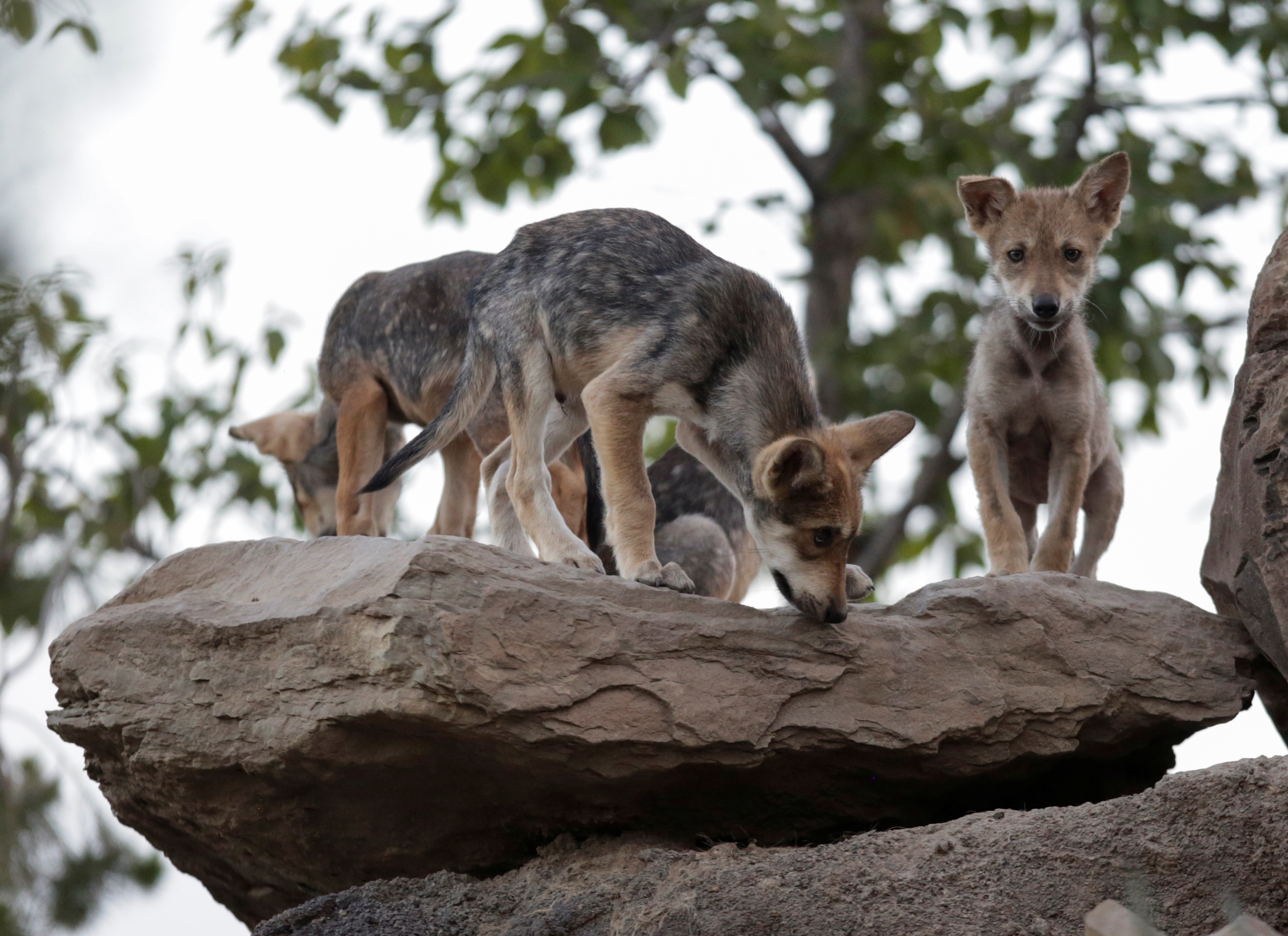 Actualmente, el Museo del Desierto tiene bajo resguardo un total de 18 ejemplares de lobo mexicano en sus albergues. 2 de julio, 2020. (Foto: REUTERS/Daniel Becerril)