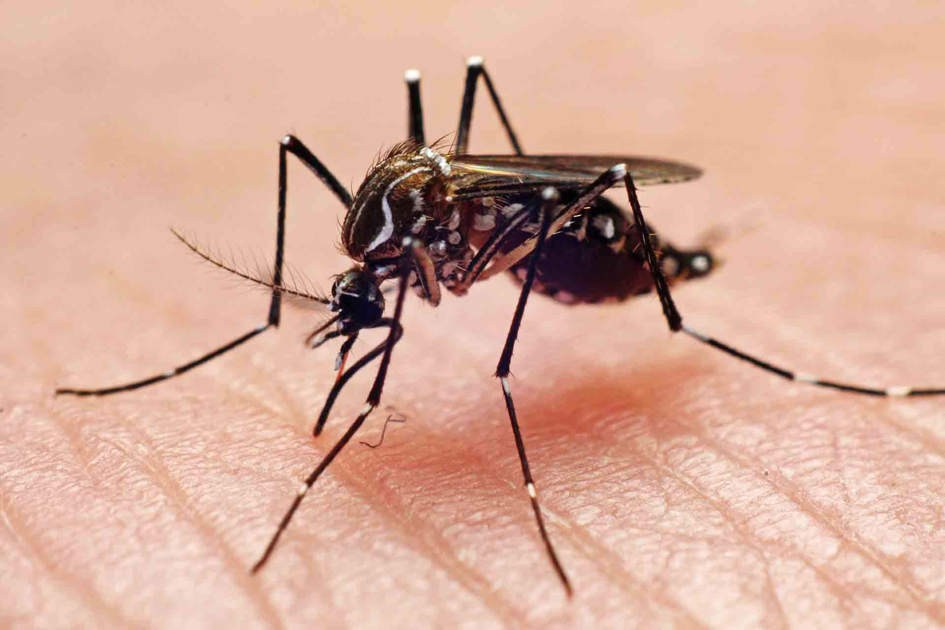 El dengue sólo se transmite a través de la picadura del mosquito. No se transmite de persona a persona, ni a través de objetos o de la leche materna (Getty)