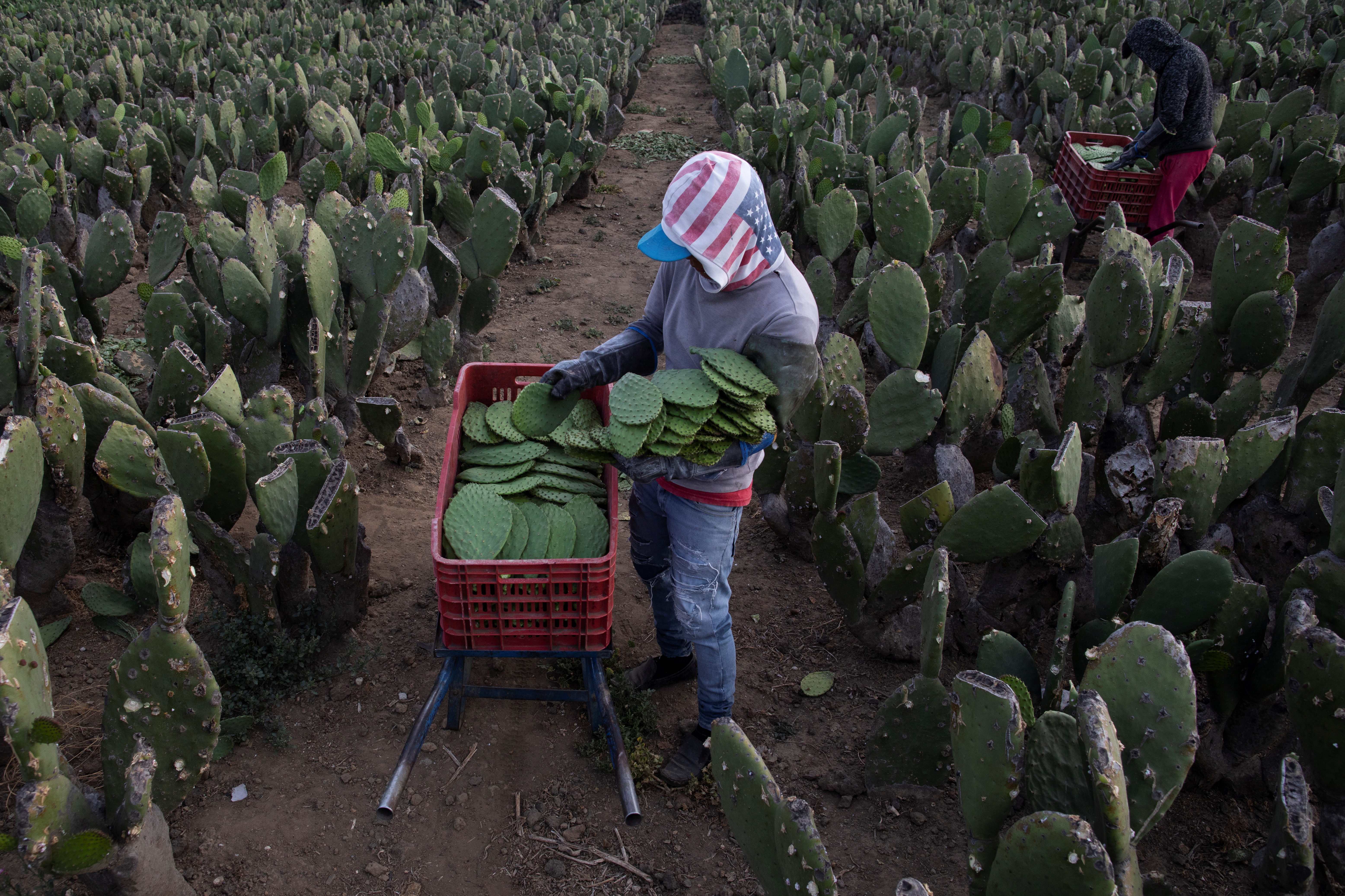 Muchos de los habitantes de la región trabajan en el campo (REUTERS/Carlos Jasso)
