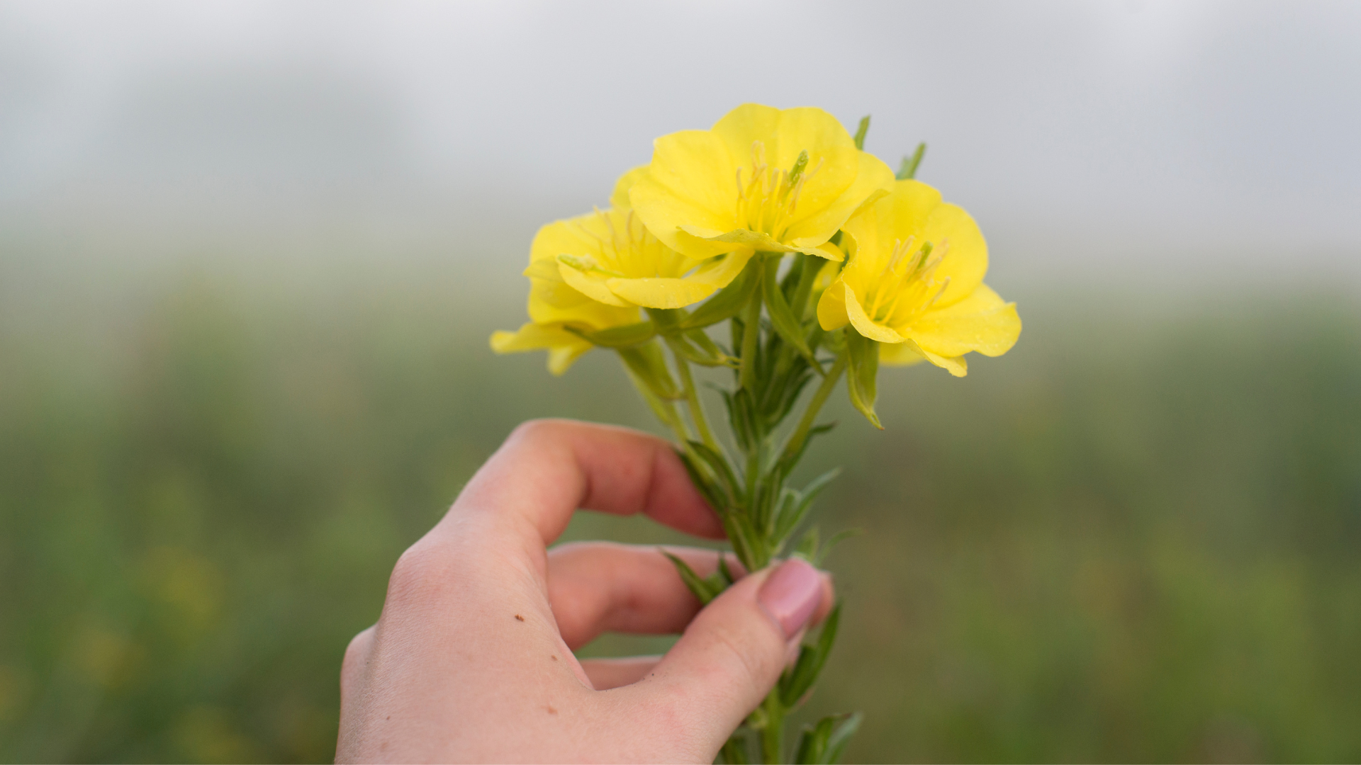 Descifrar Aplastar Yogur Qué significa cuando se regala flores amarillas a un hombre? - Infobae