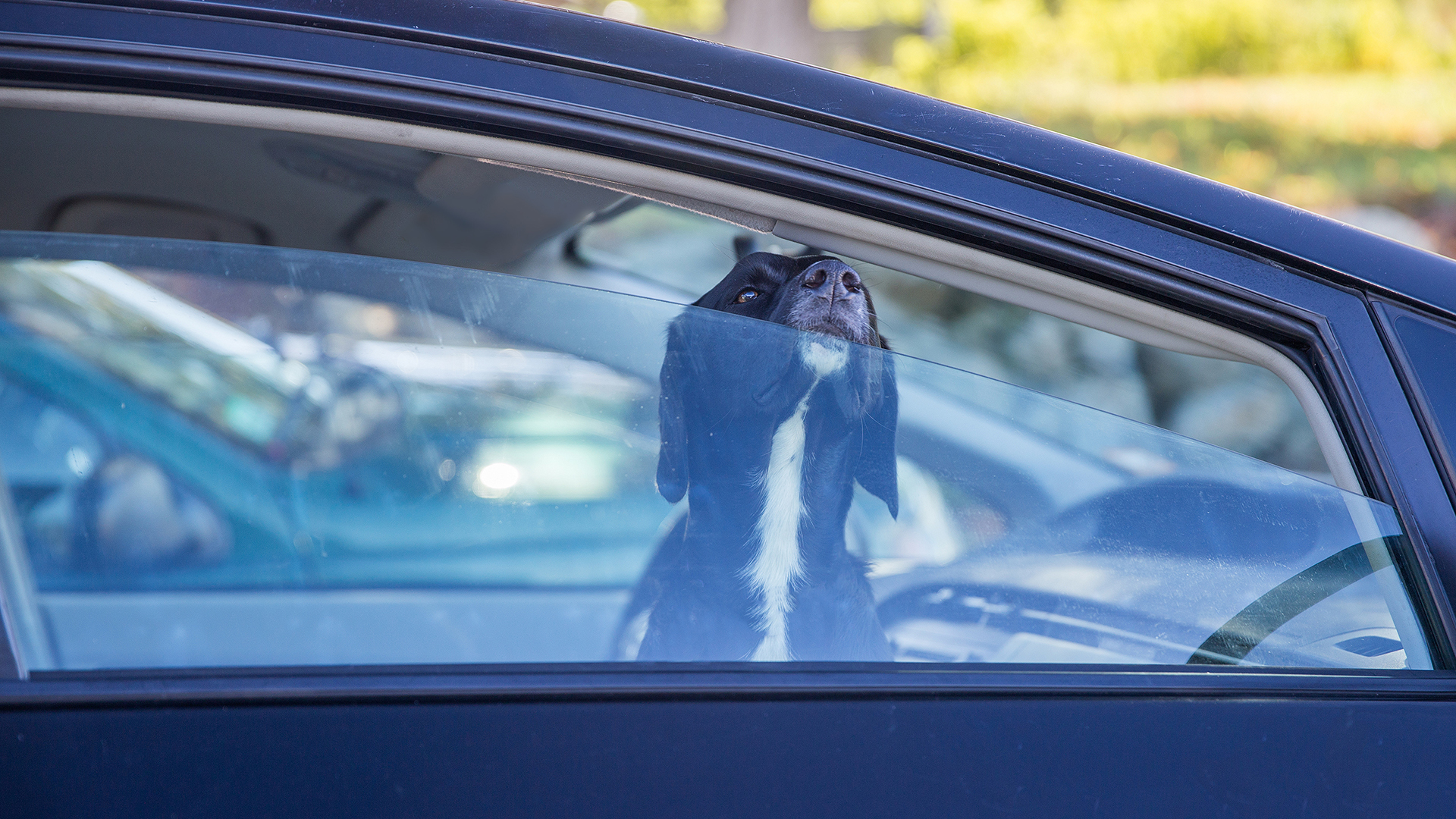 Nunca hay que dejar a perros encerrados en vehículos, sobretodo en época de calores extremos (Shutterstock)