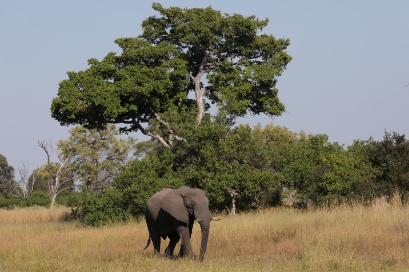 Es uno de los destinos de safari más atractivos de África. Cada año, las crecidas del río Okavango llegan desde las tierras altas de Angola y expanden este ecosistema único a casi 20,000 km2, lo que sustenta grandes cantidades de vida silvestre. Junto con los safaris en 4x4, los visitantes pueden explorar en lancha motora y la tradicional canoa. El Delta del Okavango es uno de los destinos más exclusivos del planeta