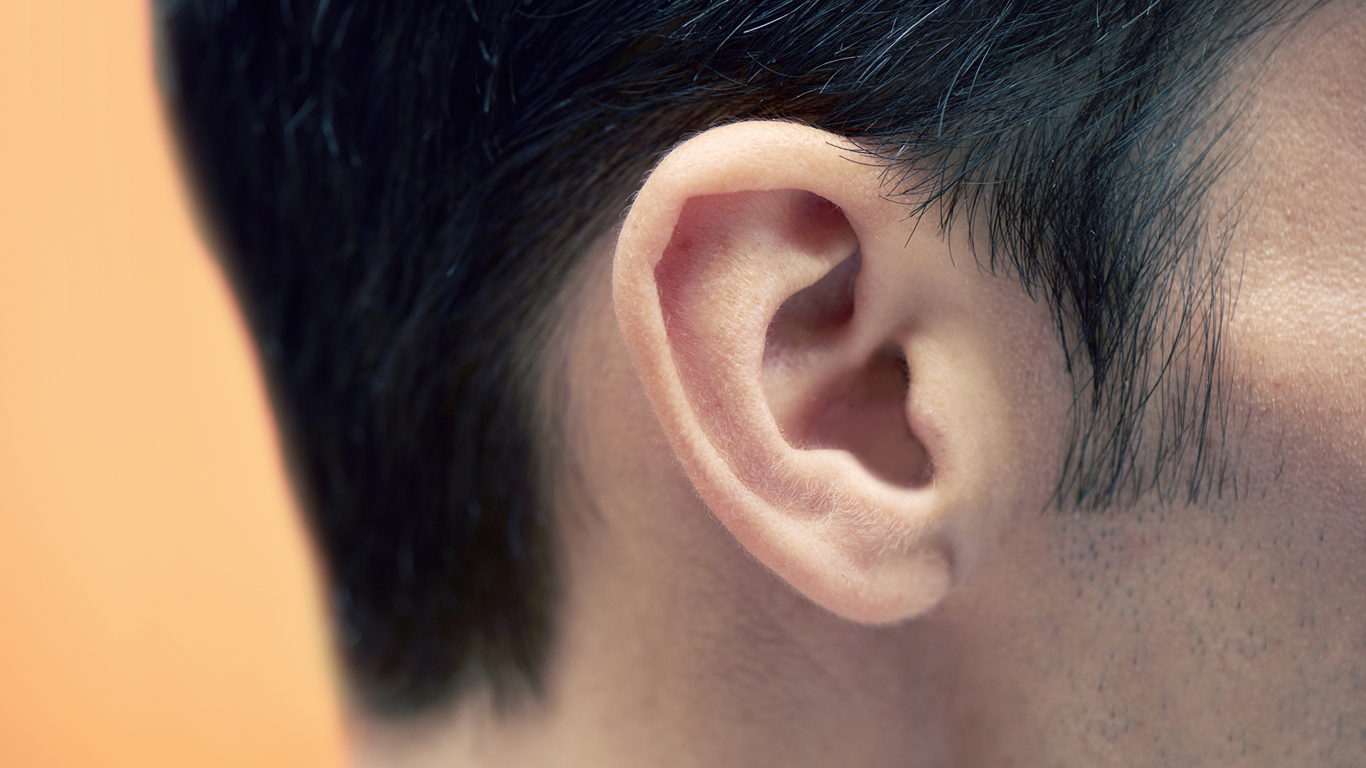 El espiráculo evolucionó hasta convertirse en el oído de los tetrápodos modernos y finalmente se convirtió en el canal auditivo utilizado para transmitir el sonido al cerebro a través de los diminutos huesos del oído interno. Esta función se ha mantenido a lo largo de la evolución hasta los humanos
(Getty Images)