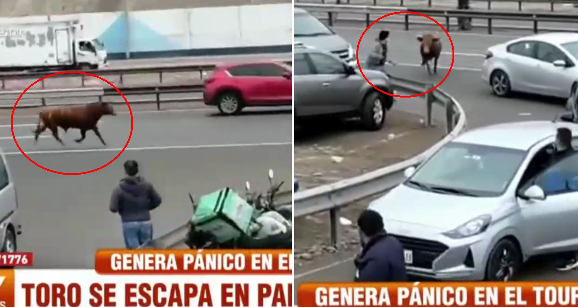 Toro Escapa En Plena Panamericana Sur Y Embiste Autos Peatones Y Negocios Infobae