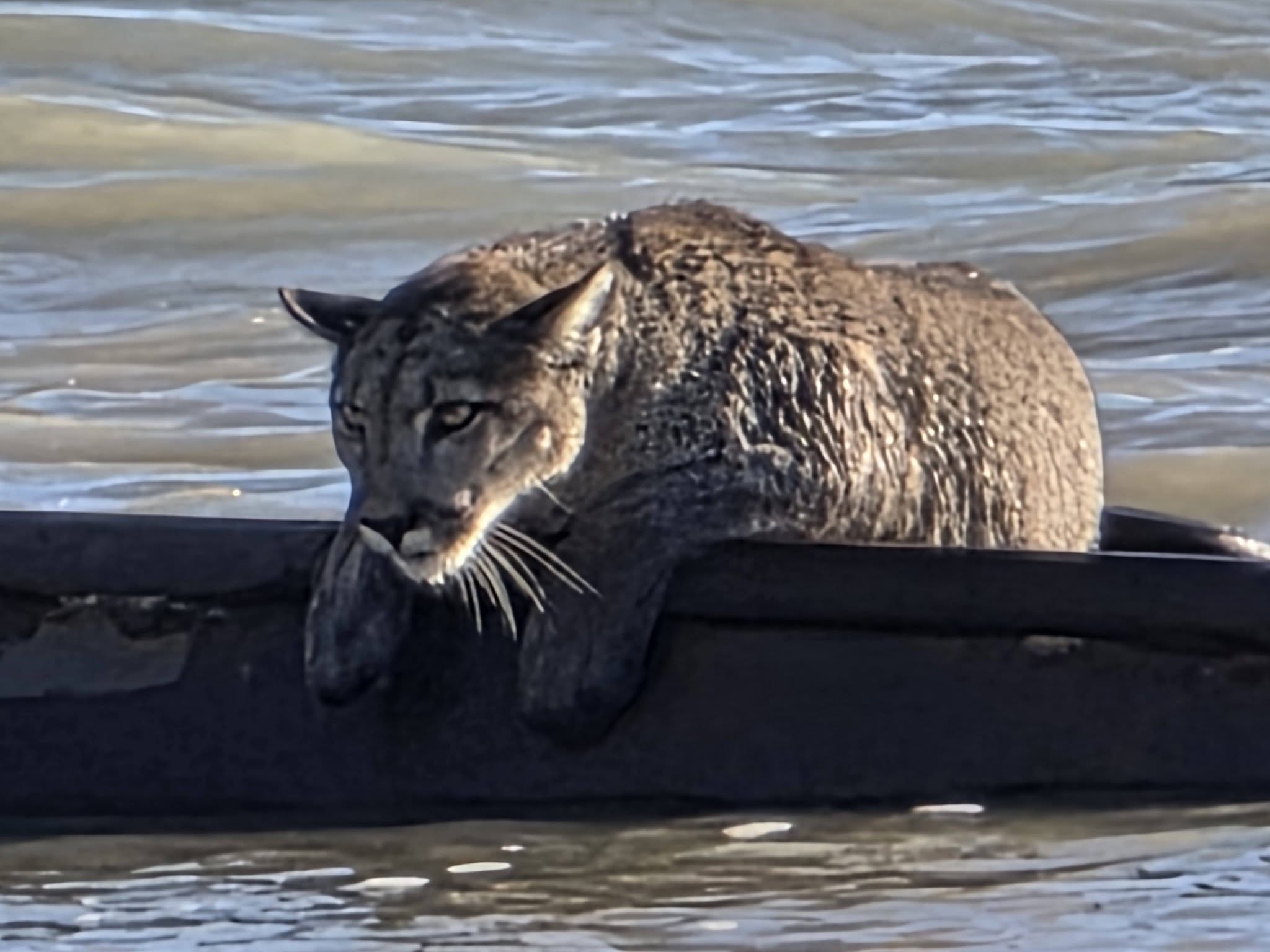 Inusual avistamiento en Santa Cruz: un puma apareci&oacute; sobre los restos de un barco semihundido frente a la costa