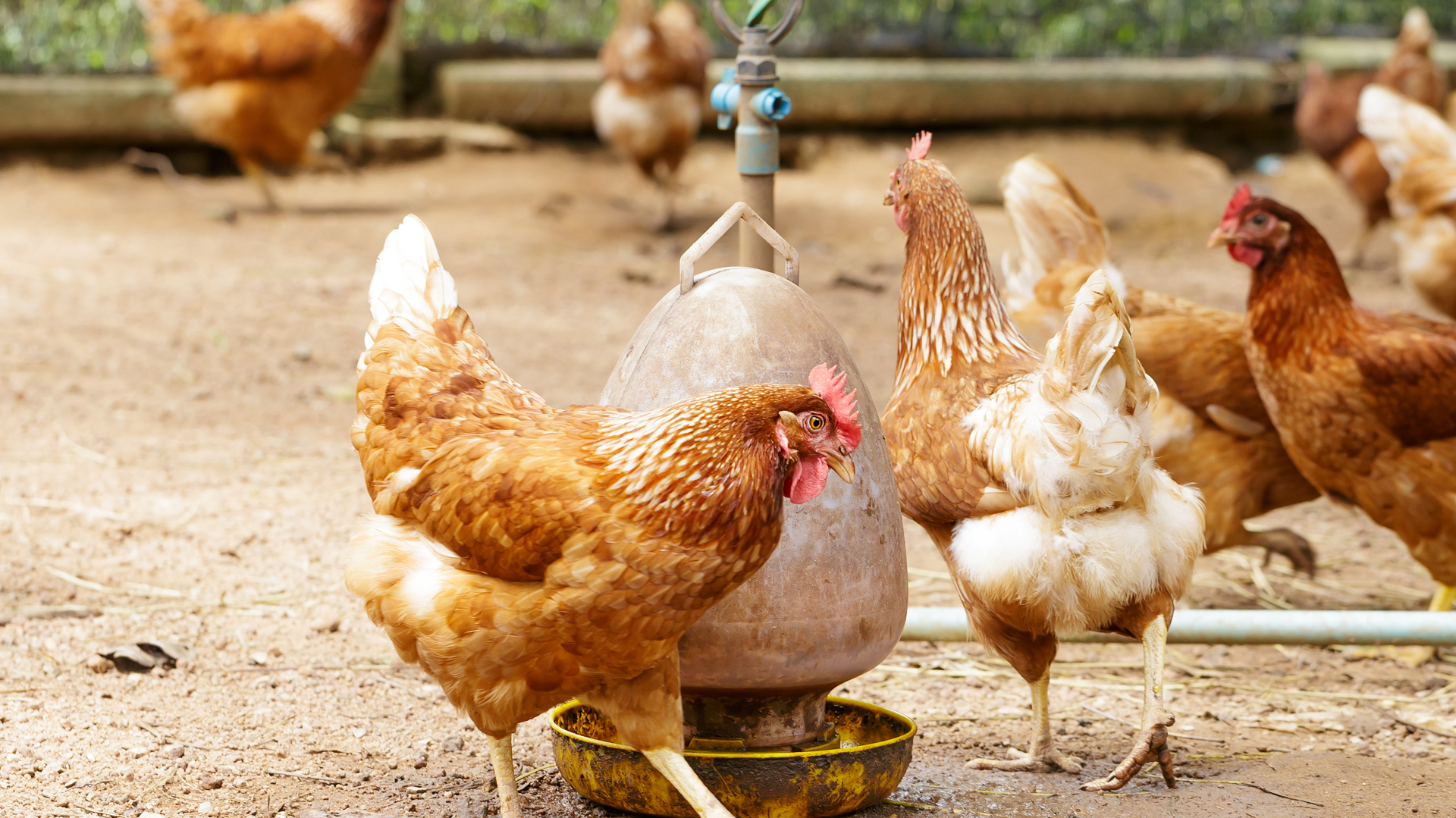 Gripe aviar: por qué restringir la venta de aves silvestres vivas podría frenar la transmisión del virus  
