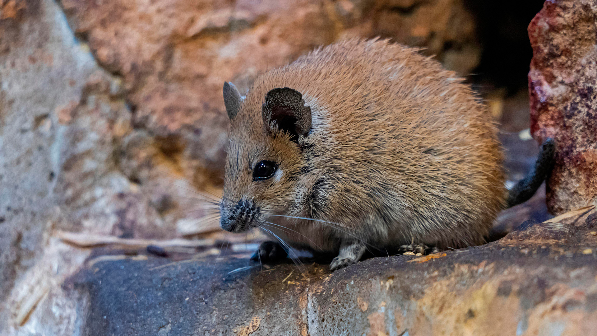 Miguel Ángel Pichetto le propuso a Cristina Kirchner armar un frente anti Milei: “Parecido a lo que construyó Lula”