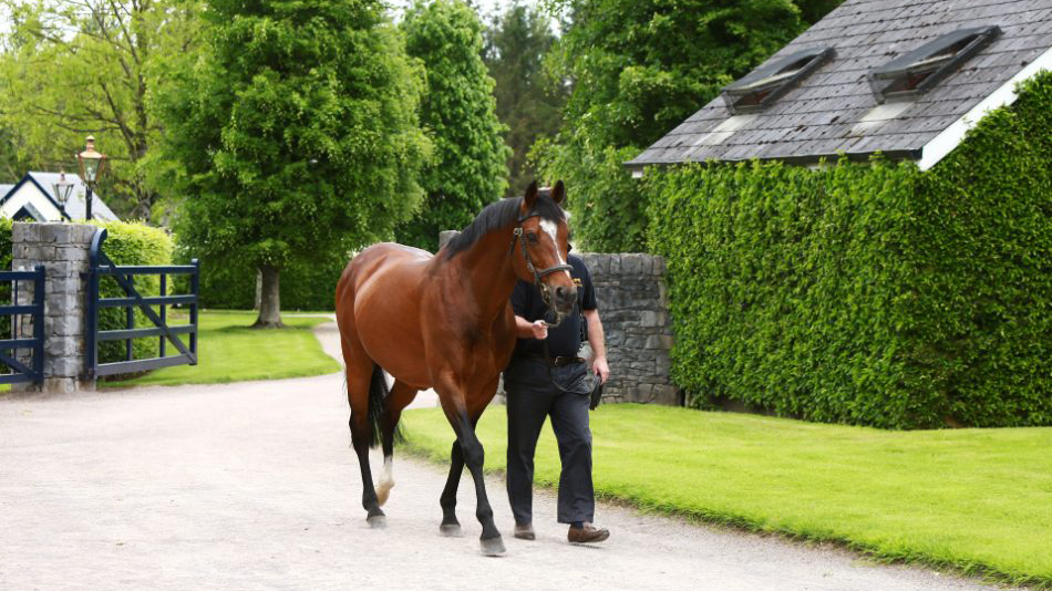 Quien Es Galileo El Caballo Que Vale Mas Que Lionel Messi Y Cristiano Ronaldo Juntos Infobae