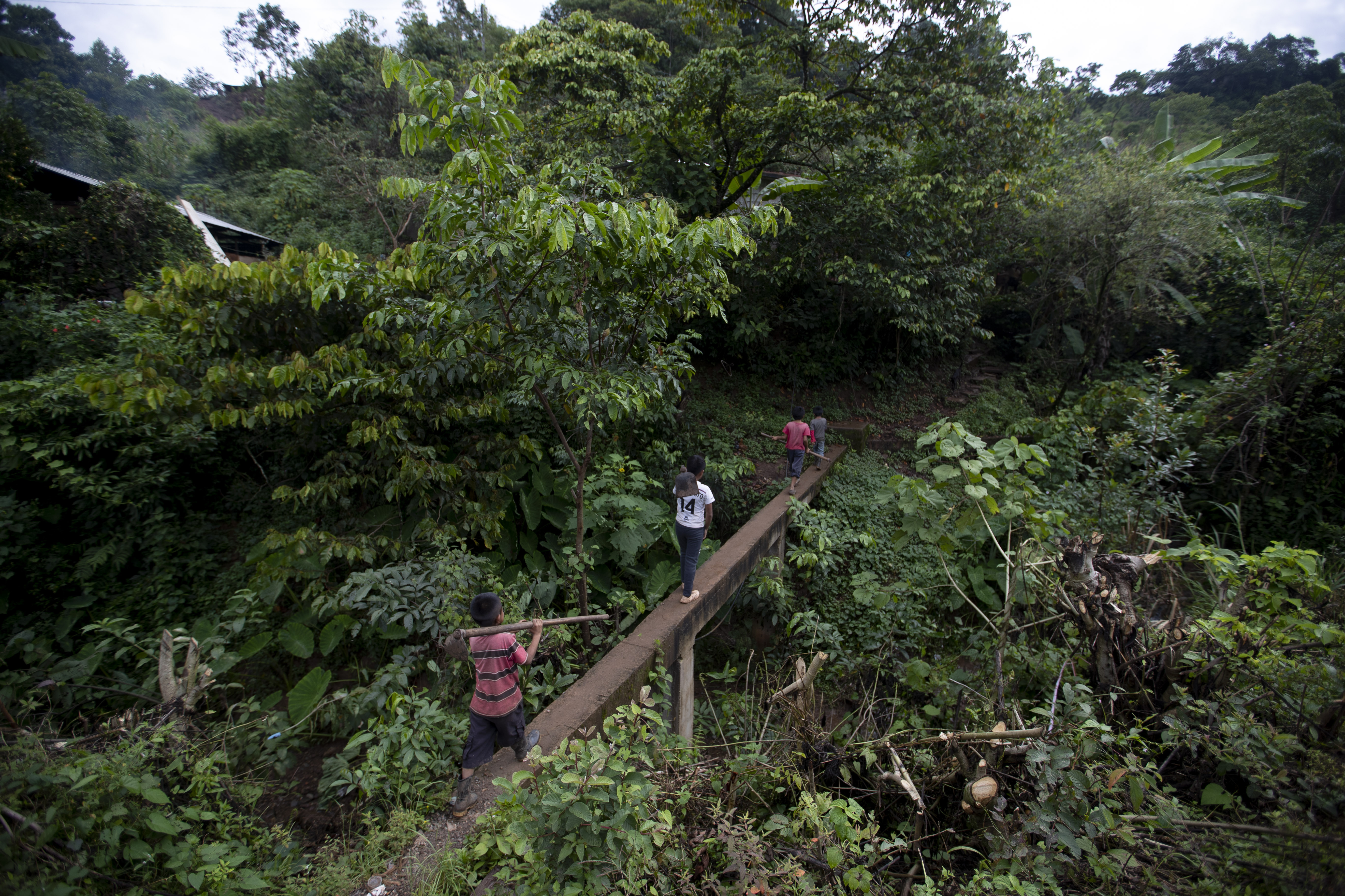 Juan Gabriel Vázquez, al centro, y sus hermanos caminan hacia los campos de maíz para trabajar en la comunidad de Nuevo Yibeljoj en el estado de Chiapas, México, el viernes 11 de septiembre de 2020.