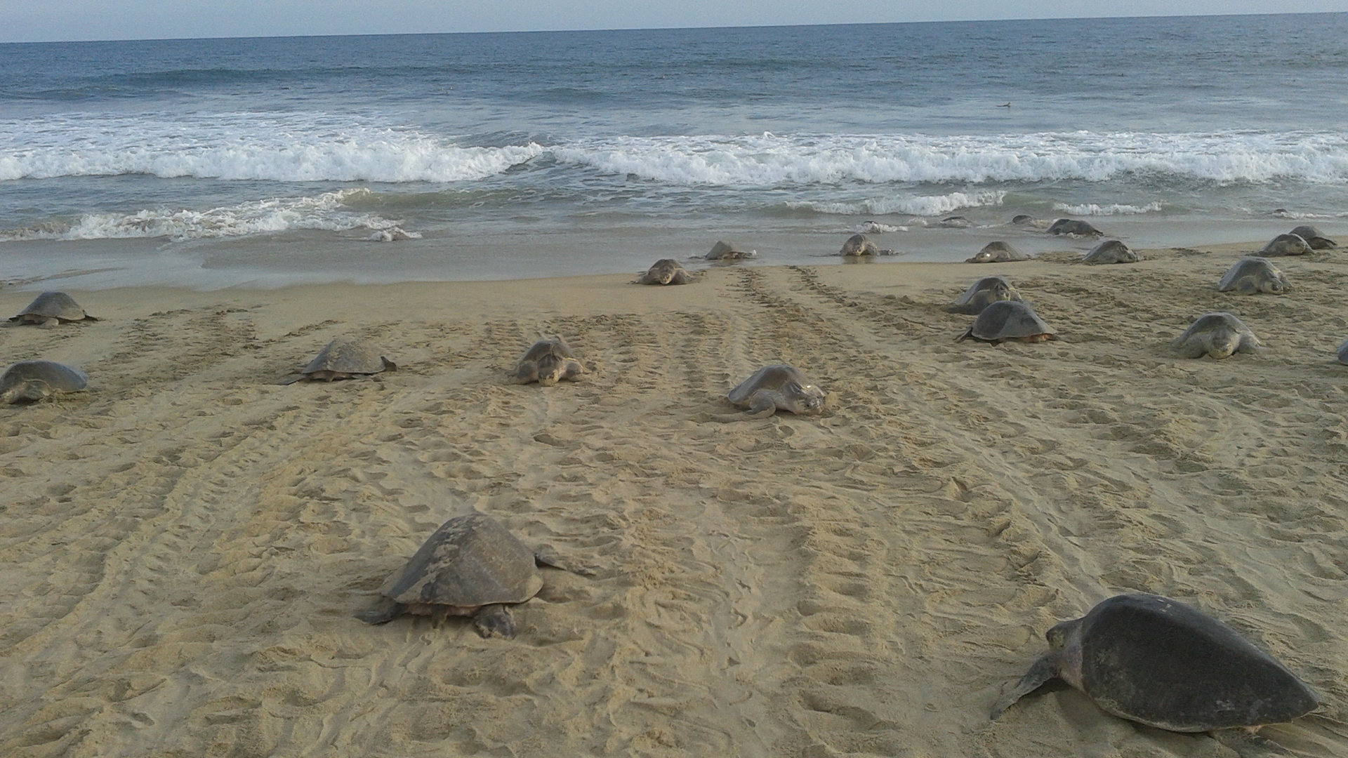 Las playas donde anidan las tortugas fueron catalogados como "santuarios" (Foto: PROFEPA)