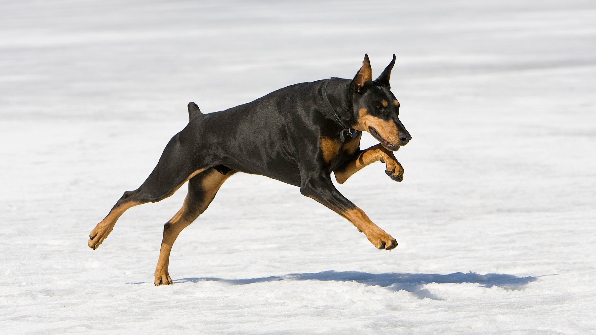 El dóberman pinscher es conocido por su velocidad y resistencia (Getty Images)