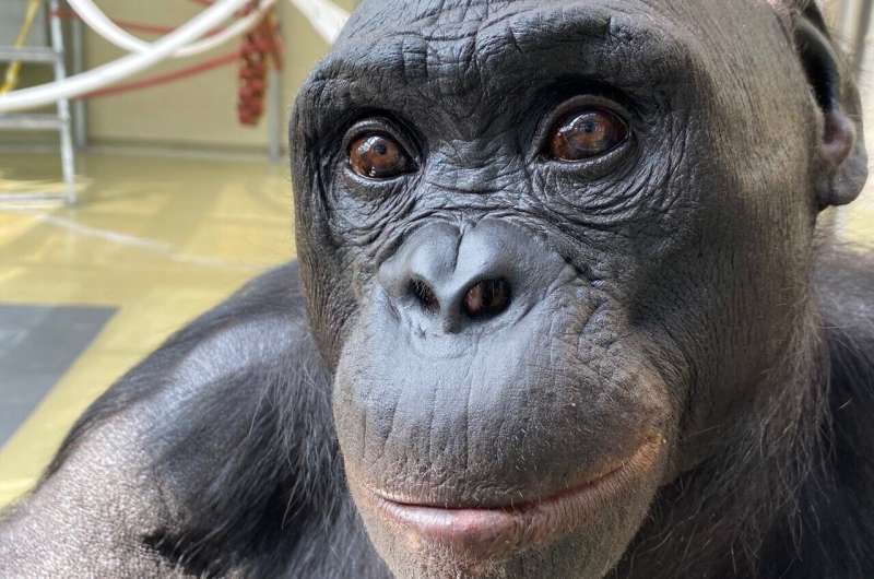 Por qué el entrenamiento del brazo menos afectado mejora la autonomía tras un ACV