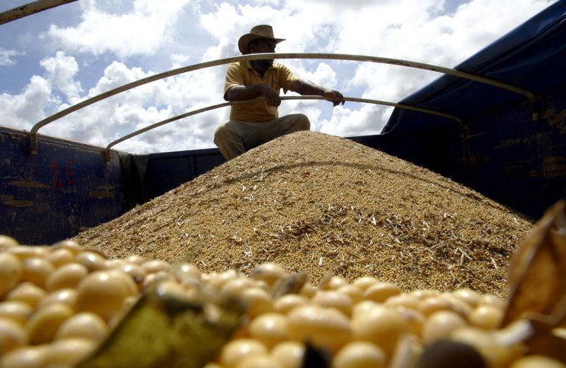 La producción de soja se encuentra en el peor momento de la última década. REUTERS