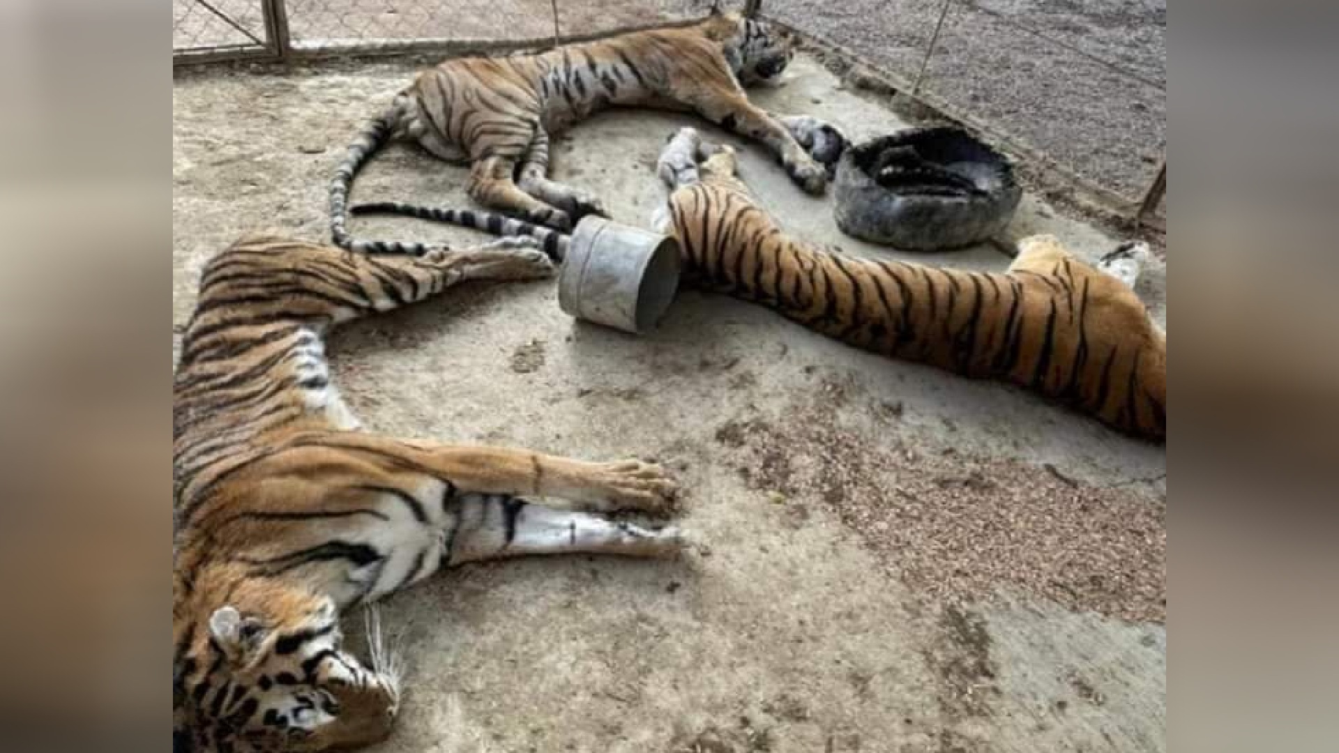 Tres tigres de bengala murieron de hambre en Guerrero luego de ser  decomisados al narco - Infobae