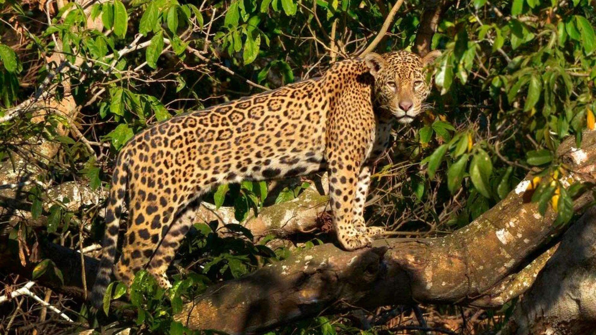 Día internacional del jaguar: datos clave para conocer al felino más grande de América