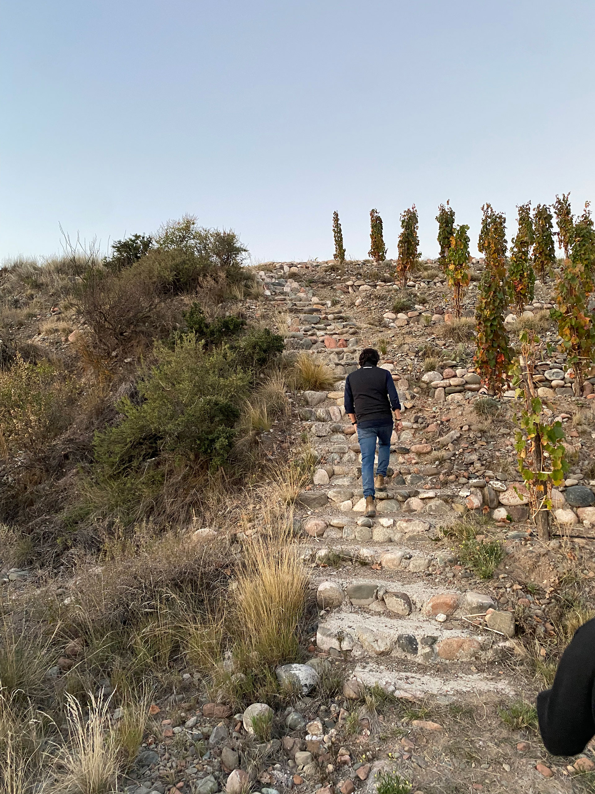 El vino blanco comienza a ganar terreno en la mesa de los argentinos