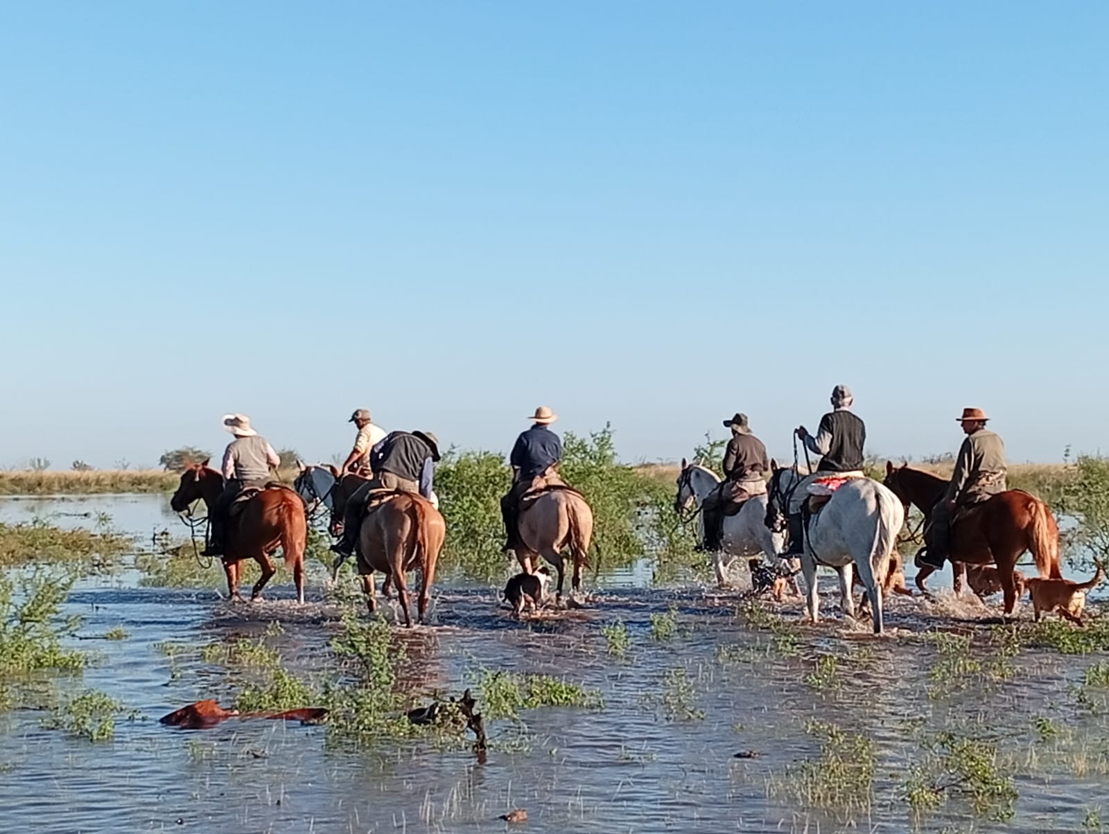 Preocupación por las inundaciones en Santa Fe: los productores rurales pierden animales y temen por el "Súper Niño"