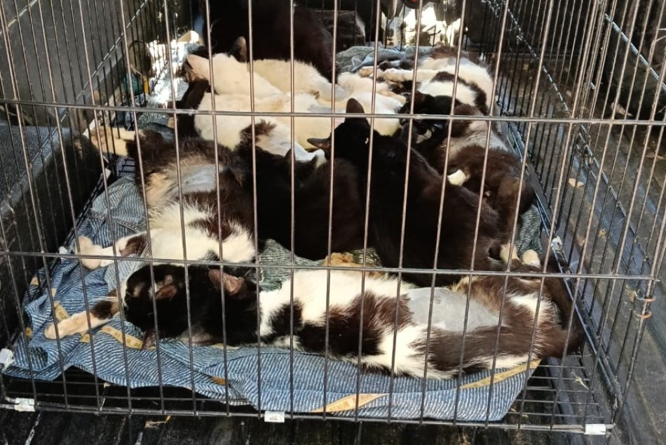 Rescataron 33 gatos hacinados en una casa de Rosario y ahora los ofrecen en adopci&oacute;n 