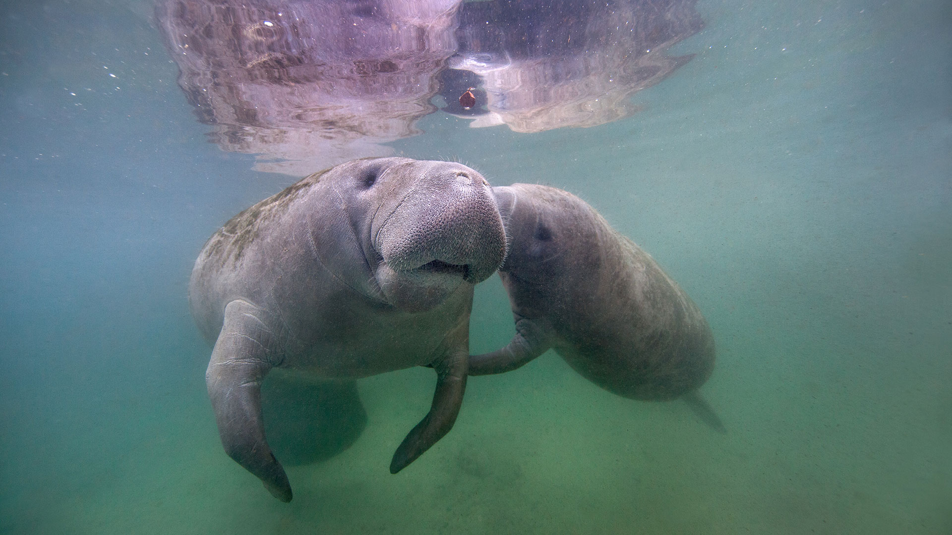 En la Florida viven entre 7.000 y 8.000 manatíes, y su principal alimento, la hierba marina, ha sido diezmado. (Ai Angel Gentel/Moment RF/Getty Images)