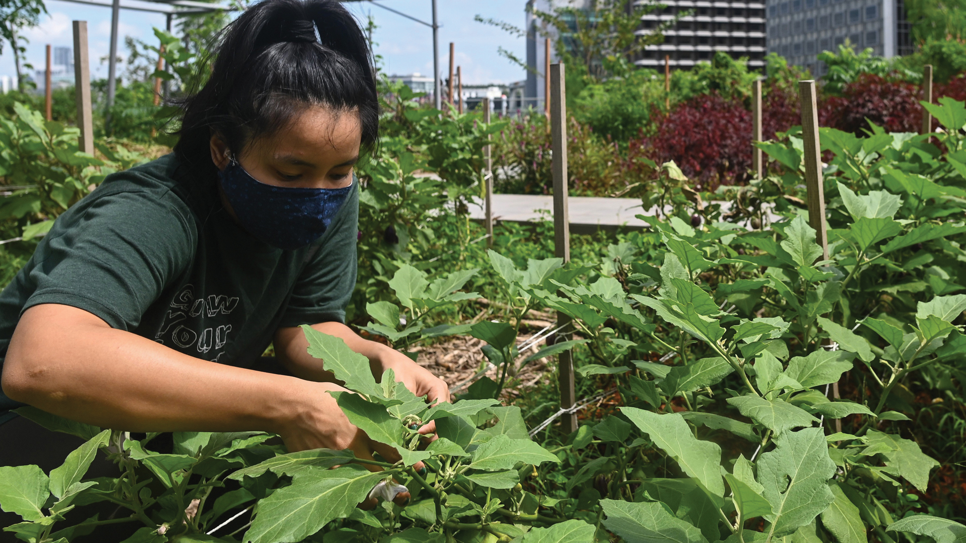 Probamos que las plantas emiten sonidos. Nuestros hallazgos sugieren que el mundo que nos rodea está lleno de ruidos de plantas que contienen información, por ejemplo, sobre escasez de agua o lesiones 
(AFP)