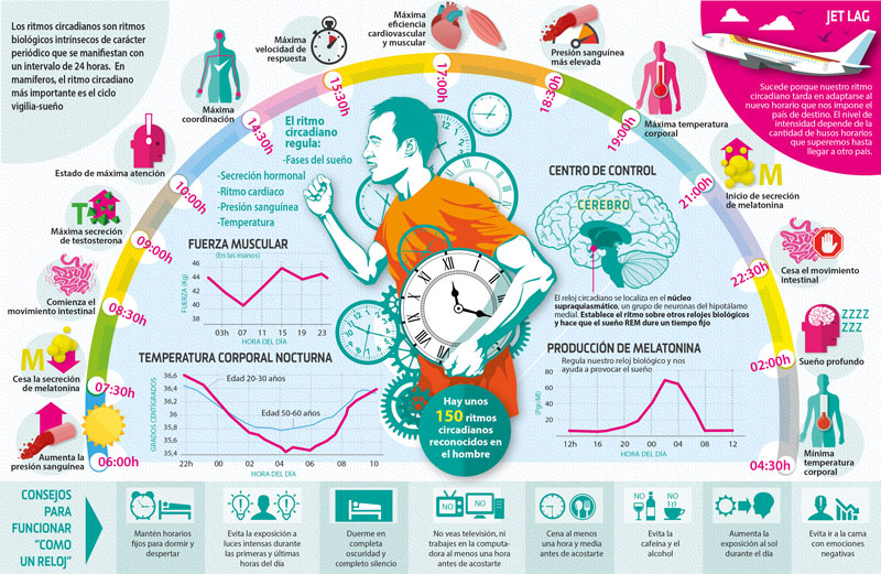 Los ciclos circadianos son importantes para todas las actividades que hacemos durante el día (Fotografía: Sportlife)