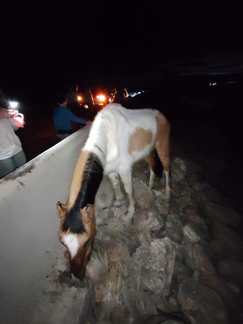 Video: ciego, anciano y atrapado entre rocas, c&oacute;mo fue el rescate de un caballo abandonado en R&iacute;o Negro