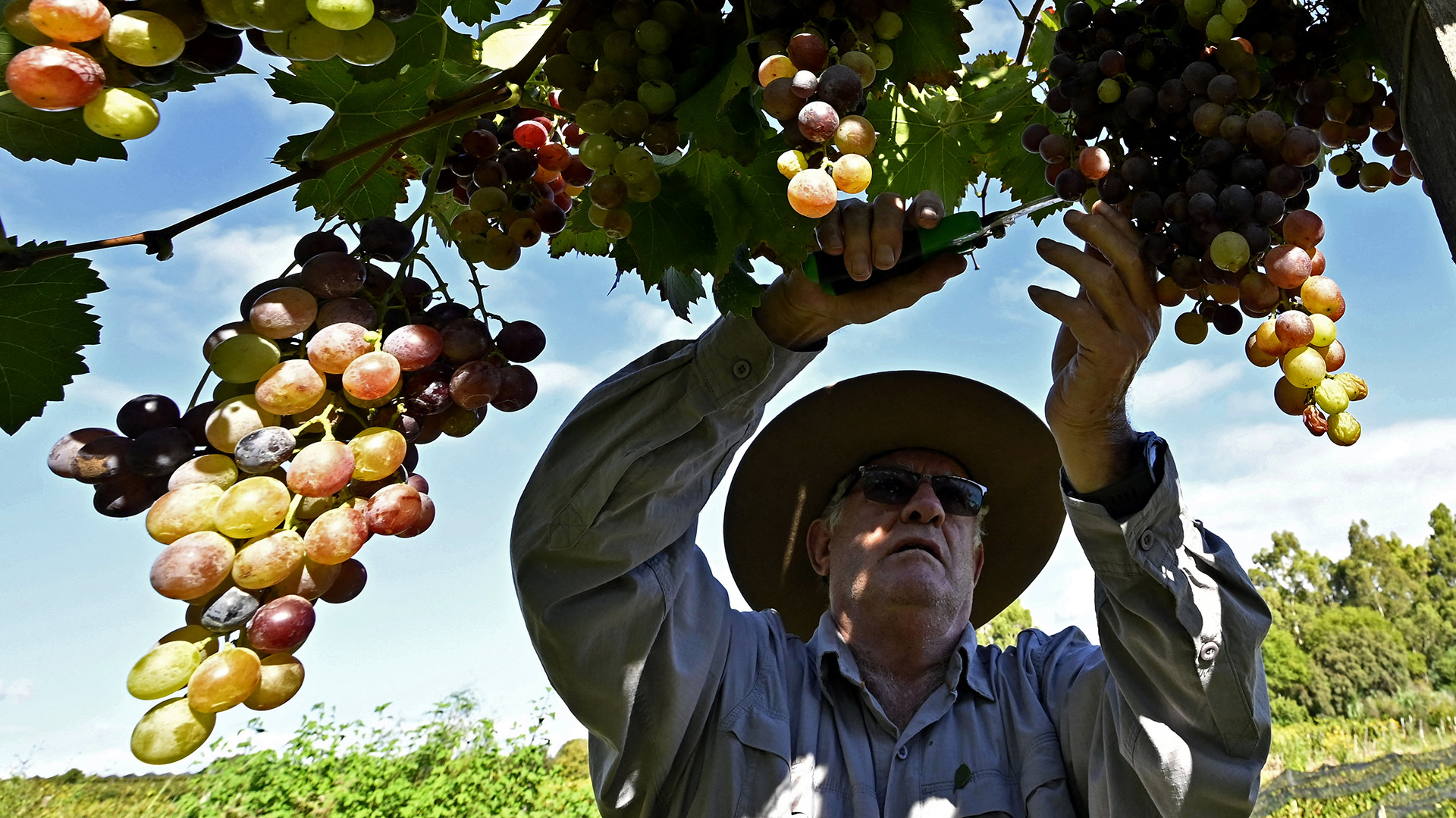 Luis Zambrana muestra su producción en Vall de la Concepción. Las uvas en altura desarrollan una piel más gruesa.