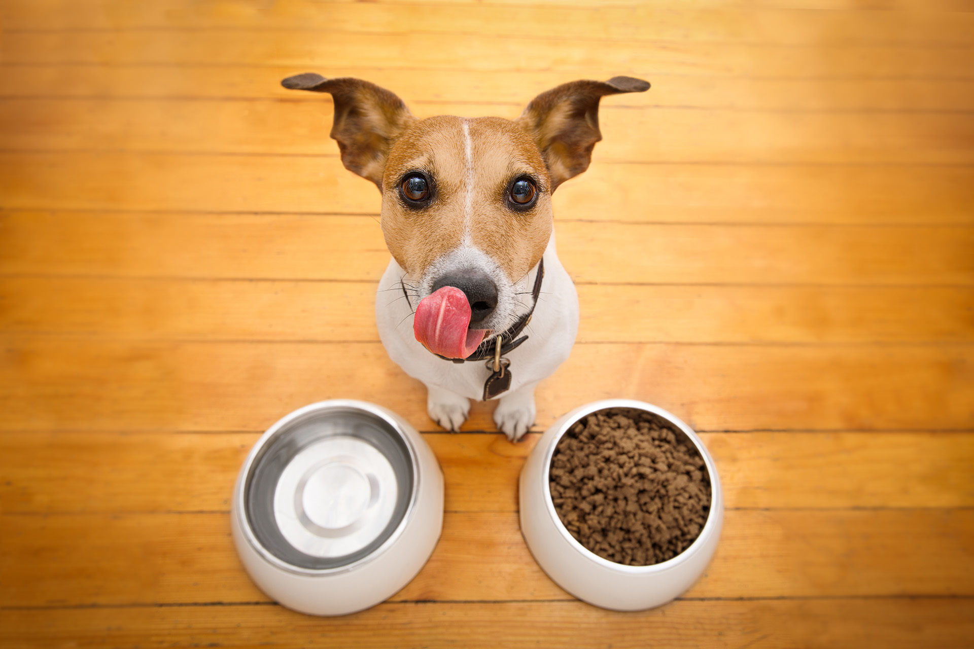 Una investigación descubrió que existen ciertos aminoácidos que proveen los alimentos, que pueden alterar el comportamiento del perro (Getty)
