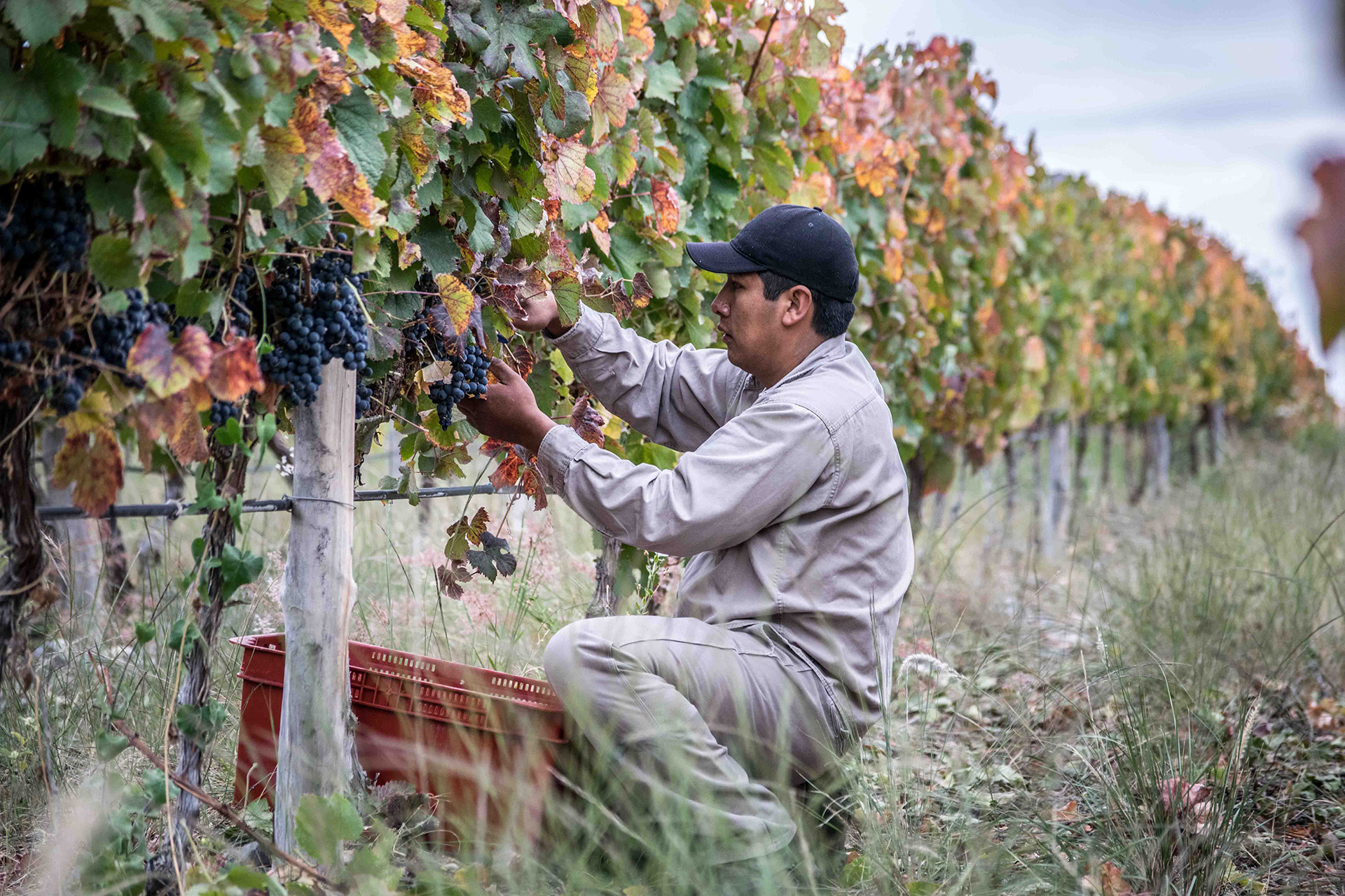 Otra de las familias tradicionales y referentes del vino salteño son los Dávalos. Incluso ellos, reconocidos por sus vinos concentrados