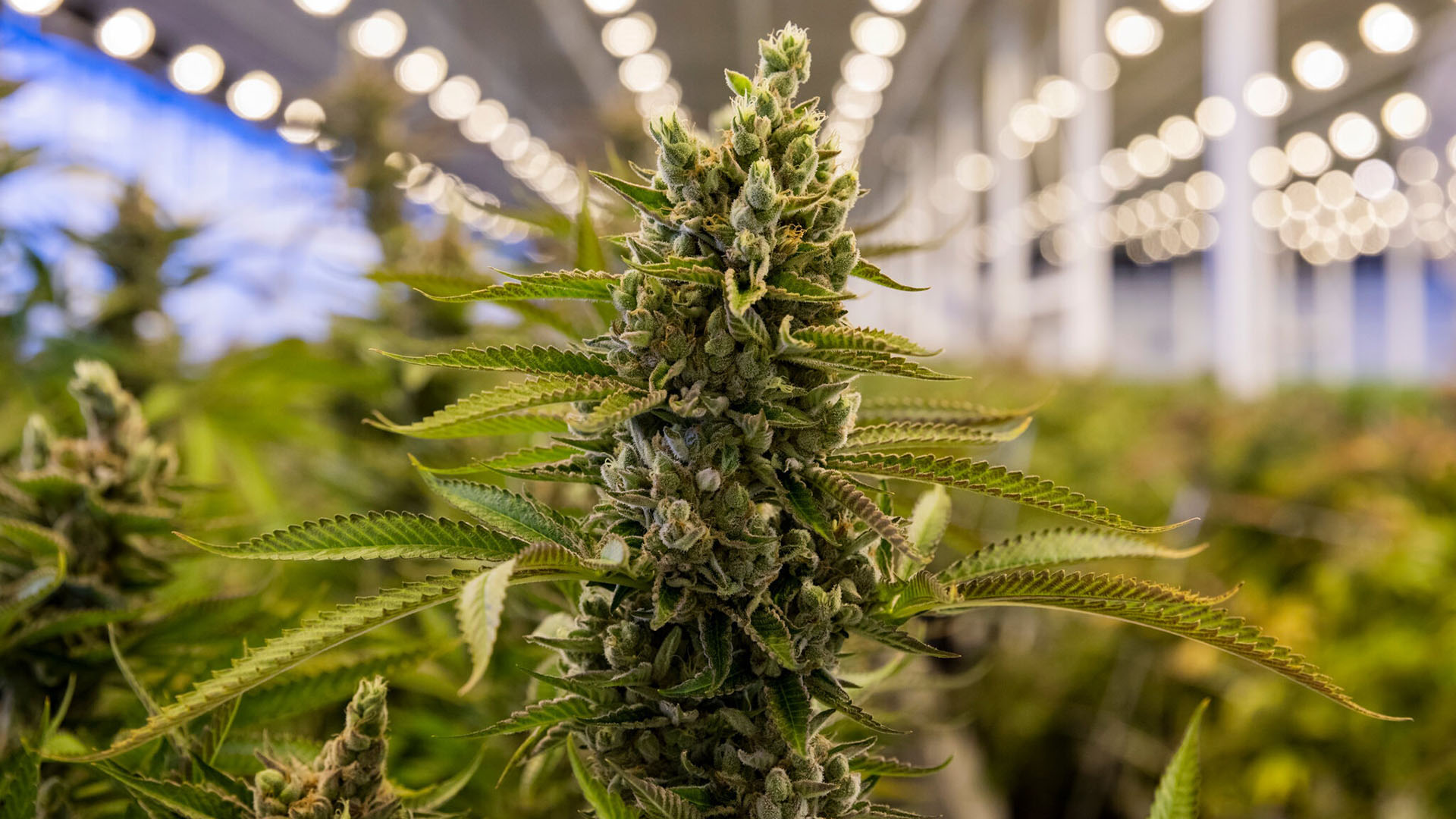 Plantas listas para cosechar en Aether Gardens, un productor de cannabis de 120,000 pies cuadrados a 14 millas de Las Vegas Strip.
Joe Buglewicz for The New York Times
