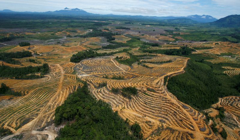 FOTO DE ARCHIVO: Vista aérea de una zona deforestada para la producción de aceite de palma en el distrito Kapuas Hulu, provincia de Borneo Occidental, Indonesia, el 6 de juluio de 2010. REUTERS/Crack Palinggi