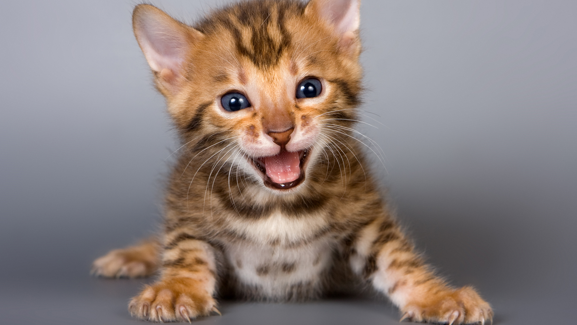Los gatos tienen 'esos días' en los que simplemente no pueden parar de maullar. (Shutterstock)
