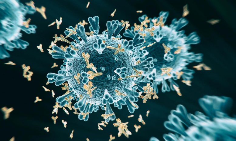 Descubren un anticuerpo ultrapotente contra las diferentes variantes del coronavirus