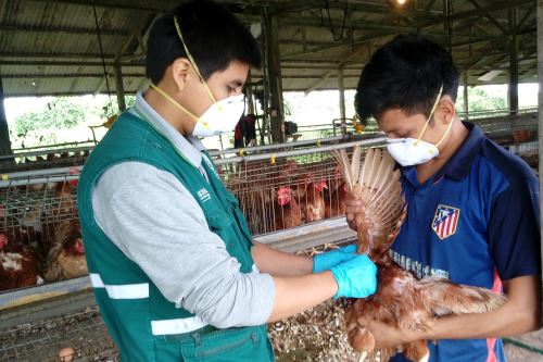 El virus de la influenza aviar evolucionó y la cepa que hoy circula es de alta patogenicidad (Agencia Andina)