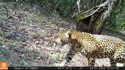 Animal que se creía extinto fue captado en video en Casanare