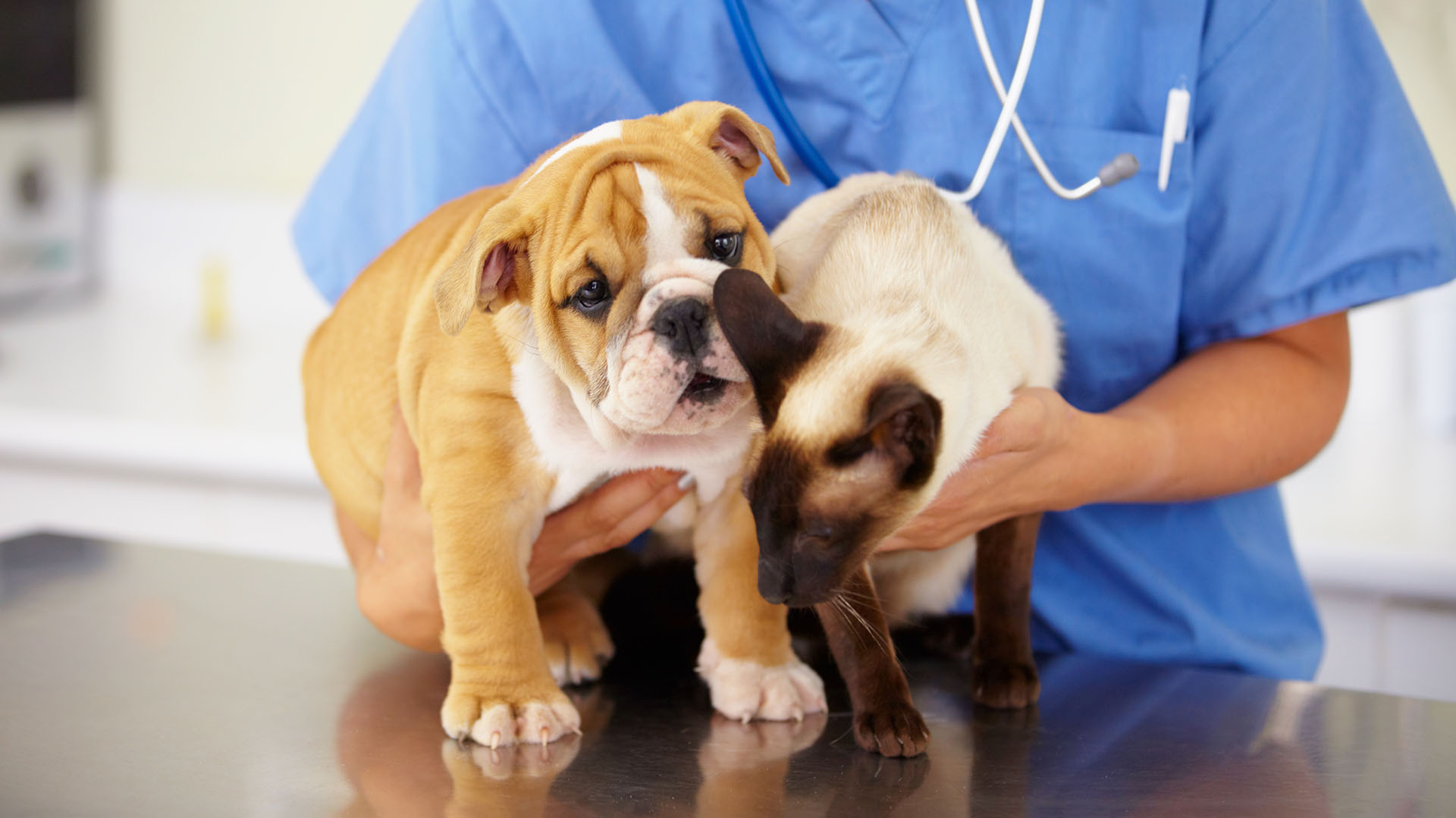 En general tanto los gatos como los perros precisan ser desparasitados y vacunados. (Getty Images)