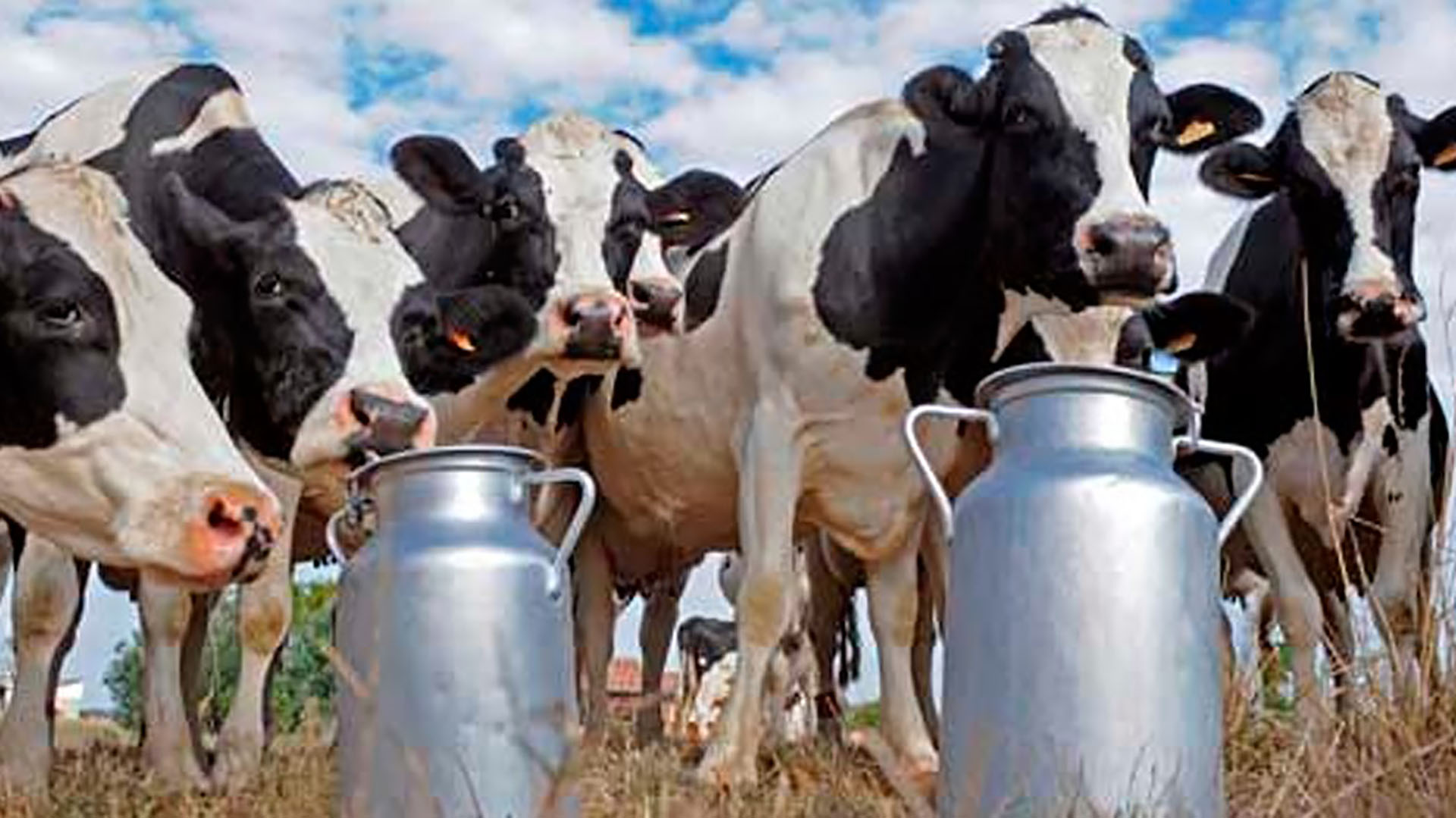 Hoy, la genética aplicada a un mejoramiento de los rodeos, nombre que se les da a las tropas de vacas productoras de leche, permite una mejora en la calidad del producto