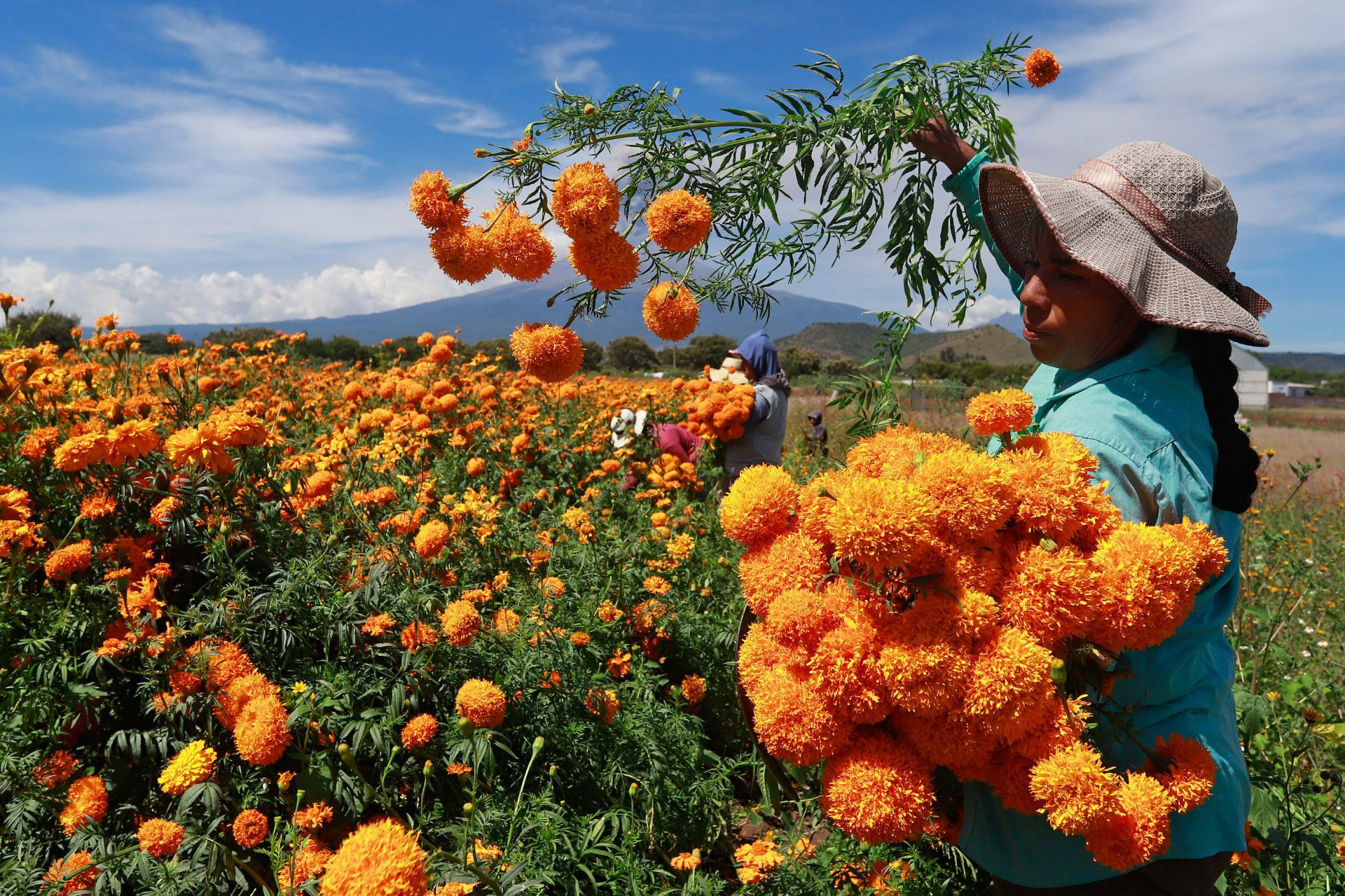 Productores de flor de cempasúchil en Atlixco iniciaron el corte para empezarla a llevarla a diferentes regiones del país para los festejos del Día de Muertos. Atlixco, Puebla, 21 de octubre de 2020.