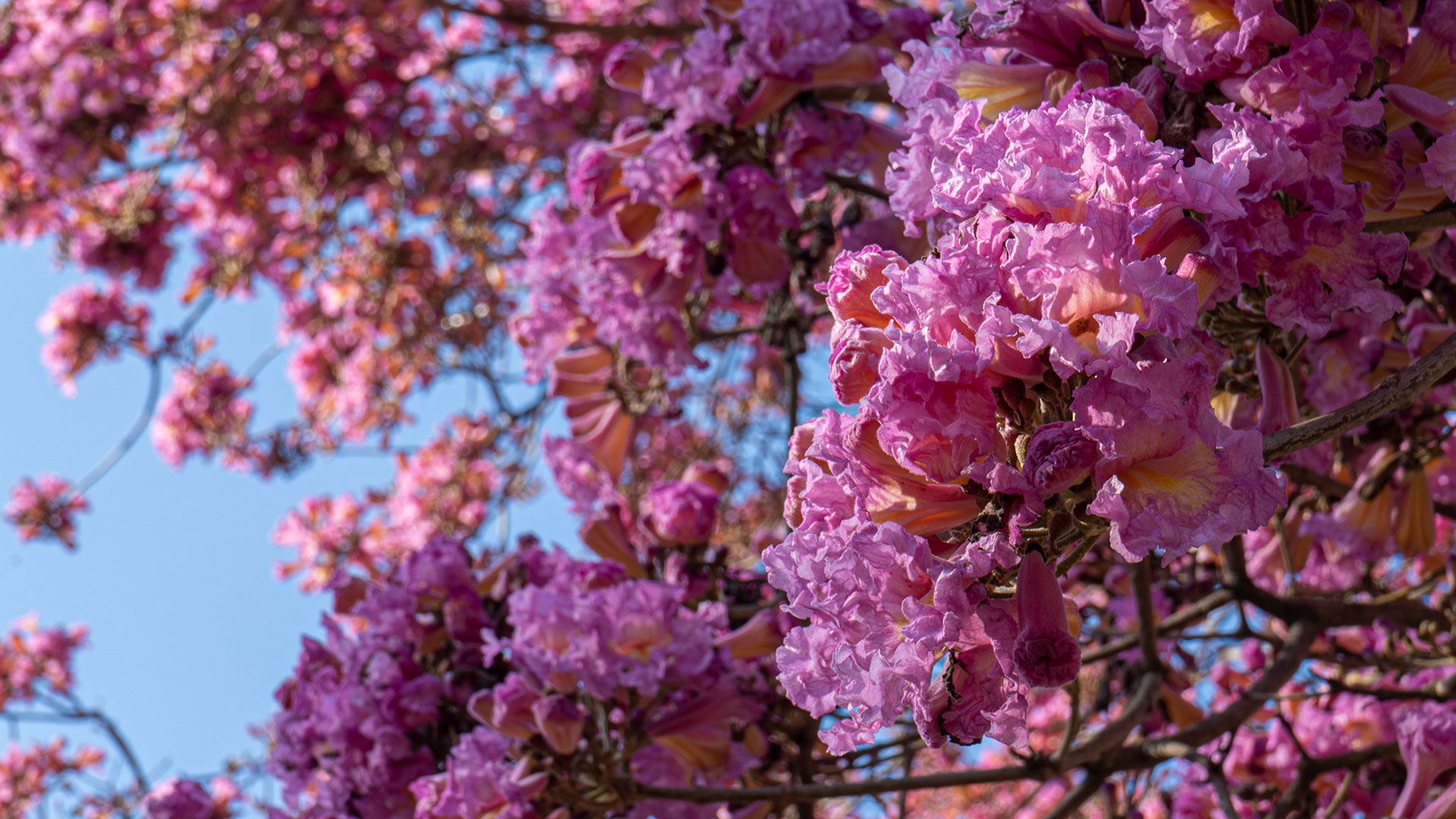 Buenos Aires se vistió de rosa: los barrios de la ciudad donde florecen los lapachos 