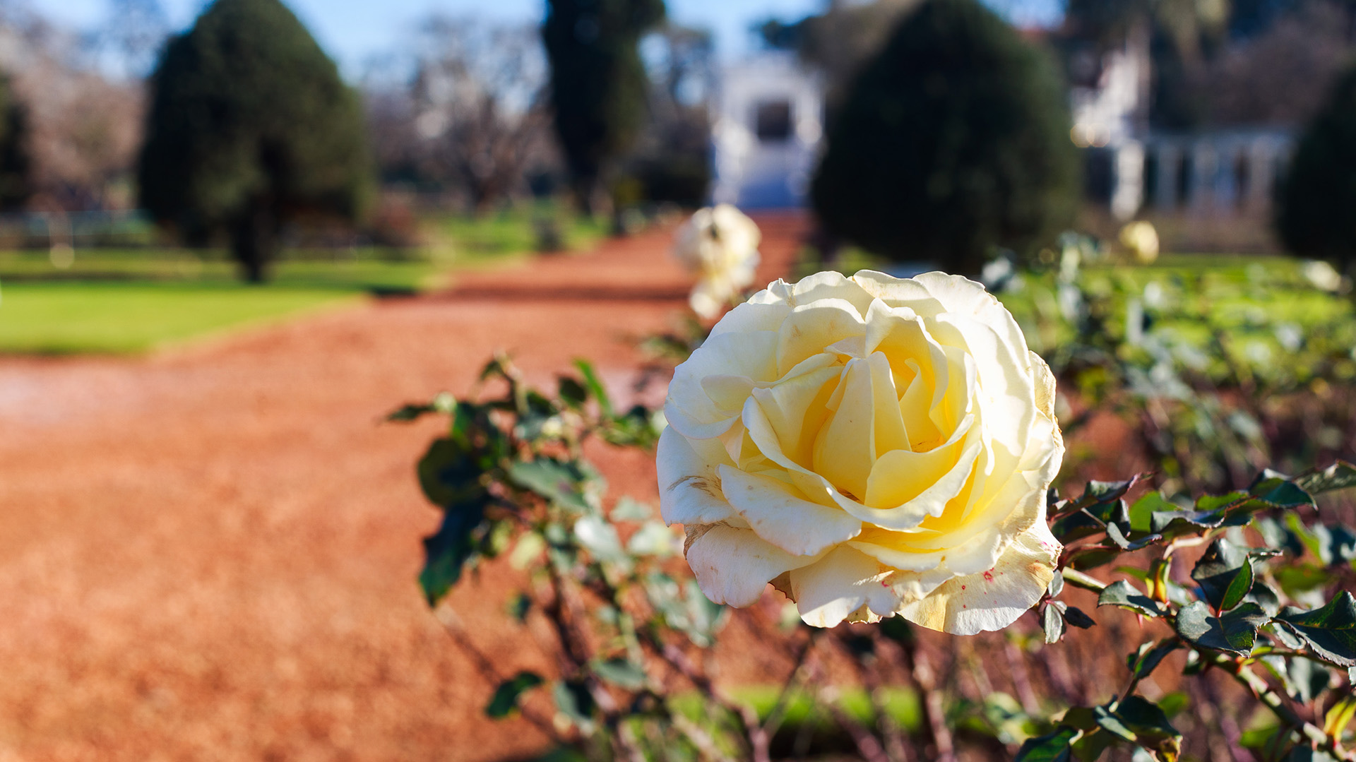 Una rosa amarilla, símbolo de la alegría, en el Rosedal del Parque Tres de Febrero en Palermo. Allí se entregarán esquejes del 5 al 15 de julio, de martes a viernes y de 13 a 17 horas 