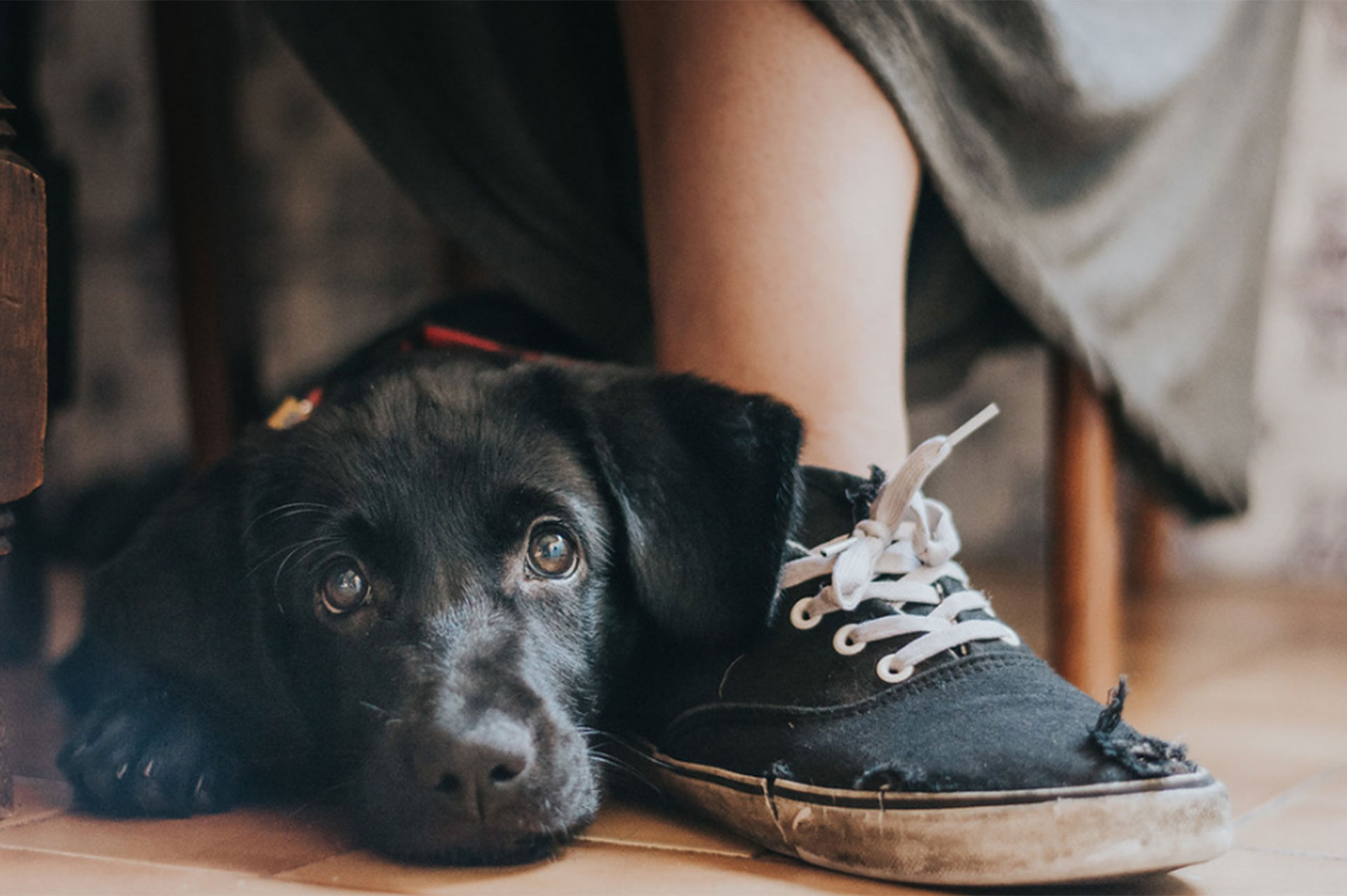 El cuidado de la salud renal es indispensable ya que algunas razas de perros son muy propensos a enfermedades del riñón