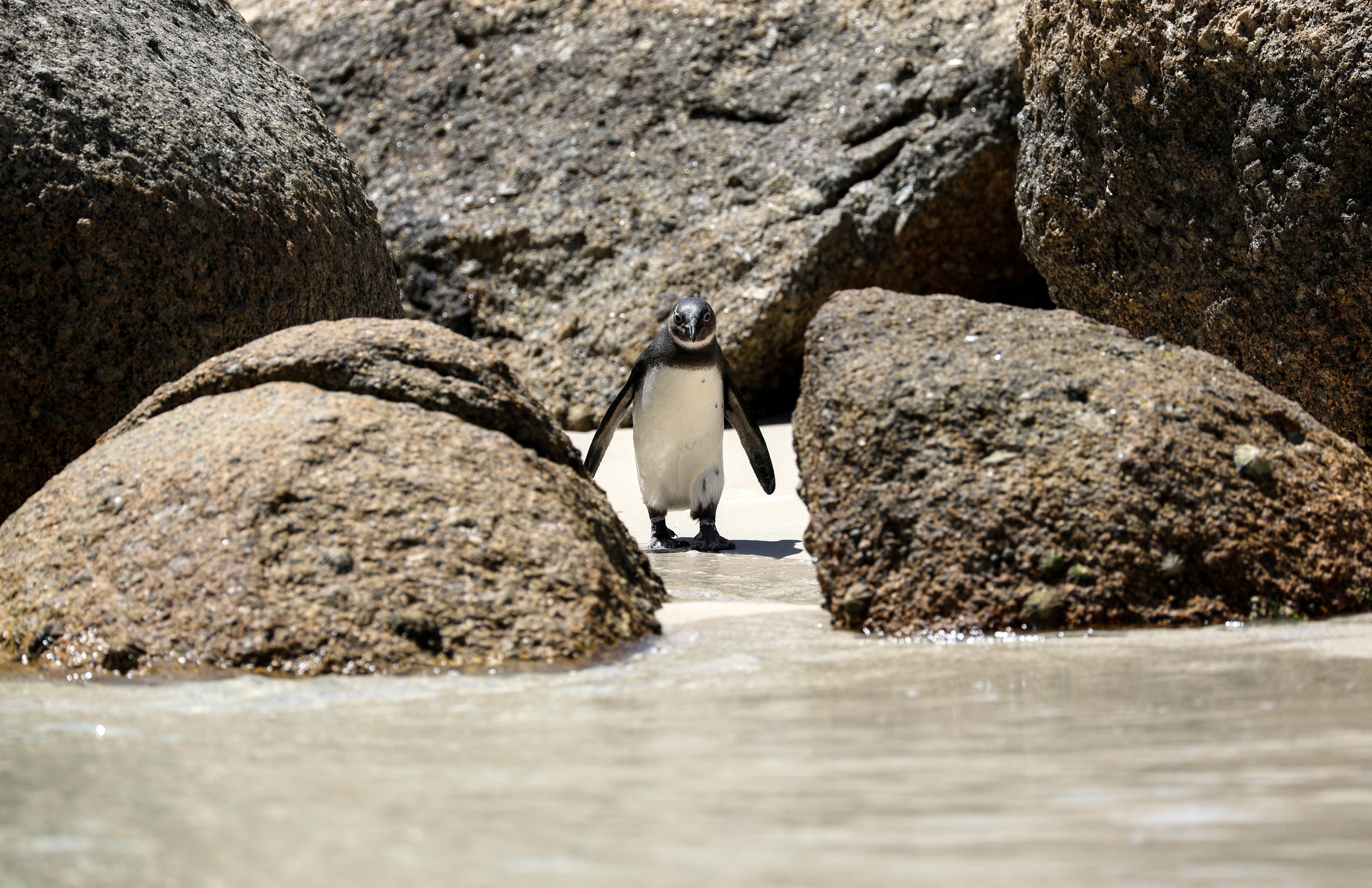 Compromiso animal a largo plazo: ¿son los pingüinos realmente monógamos? -  Infobae