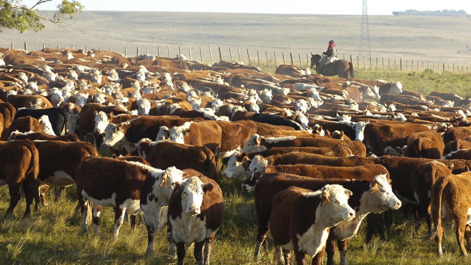  El metano no solo es generado por los combustibles fósiles, sino que además es liberado por la actividad granadera (ganado bovino y ovino), a los cuales se suman vertederos y fuentes naturales