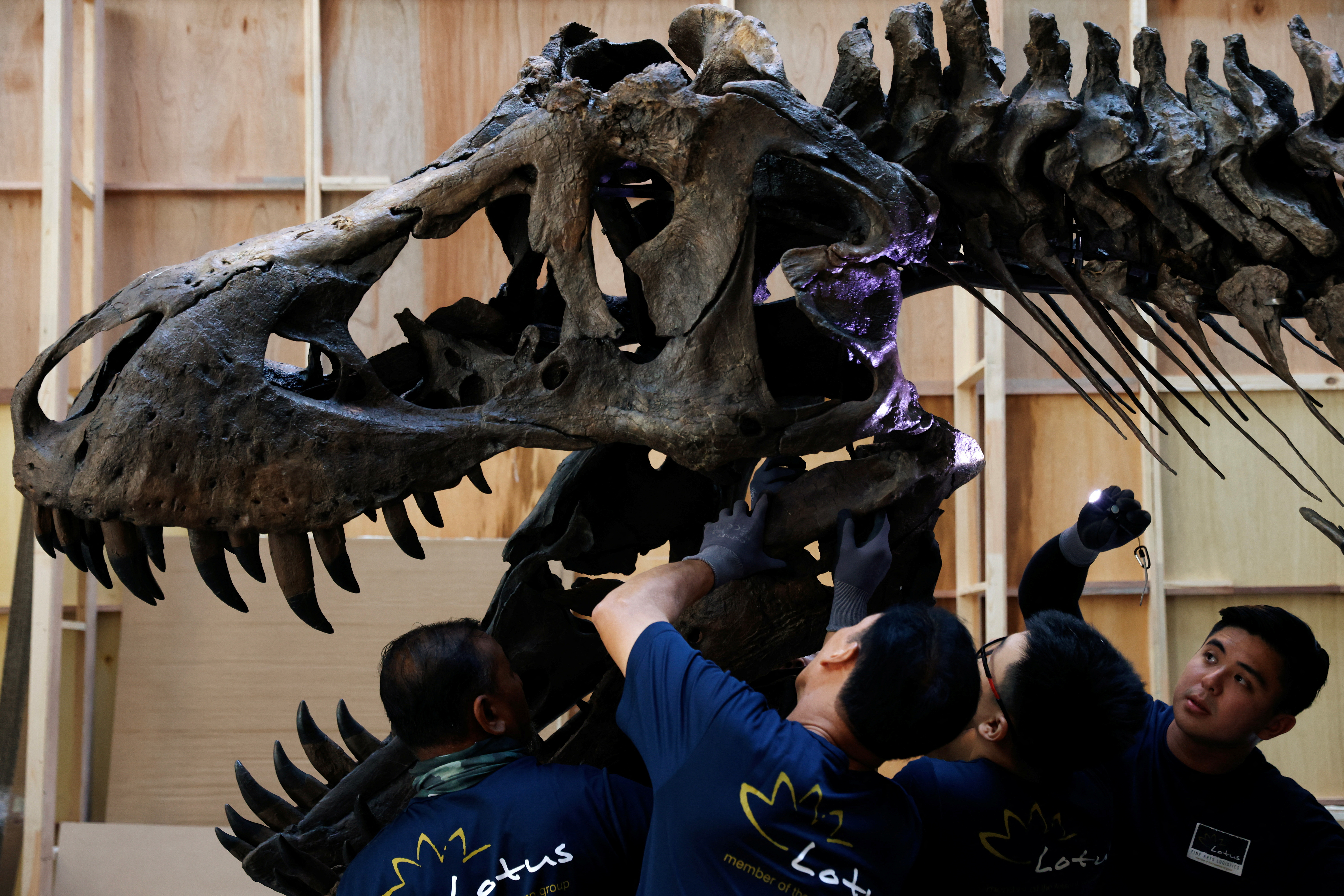 El dinosaurio del Cretácico Tyrannosaurus rex tiene una fuerza de mordedura estimada en 35.000 newtons (REUTERS)